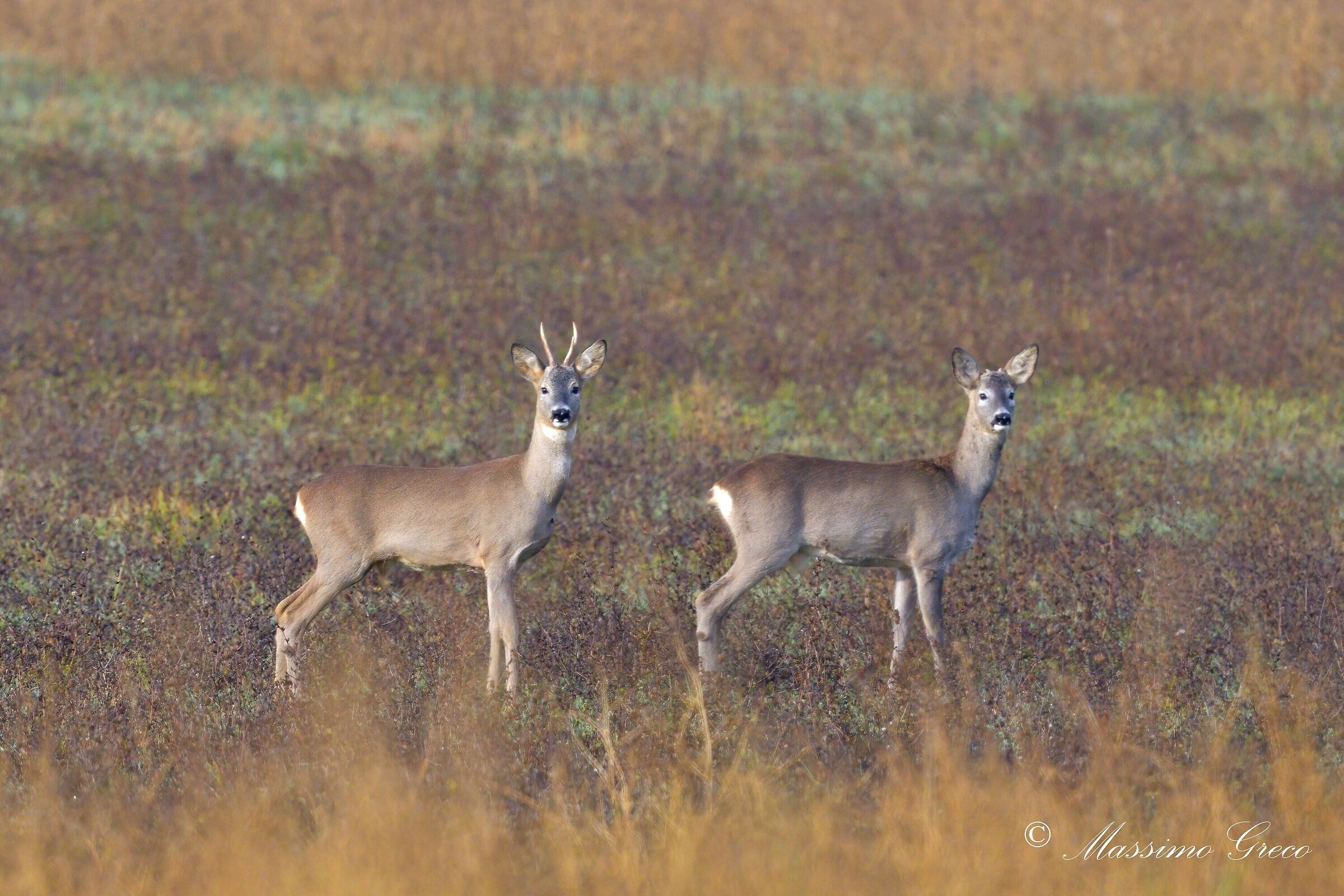 Roe deer on alert
