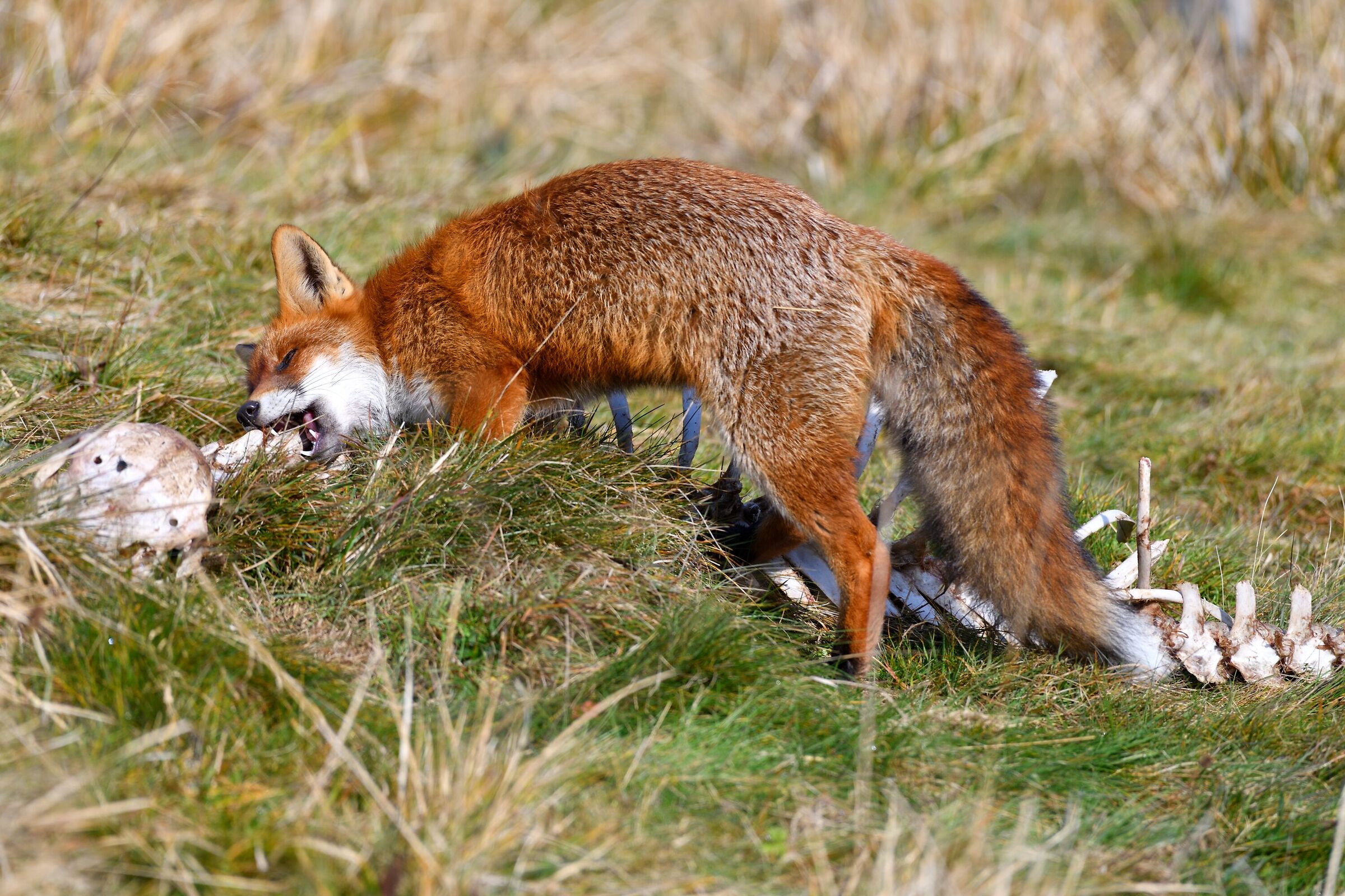 hunger from ... fox