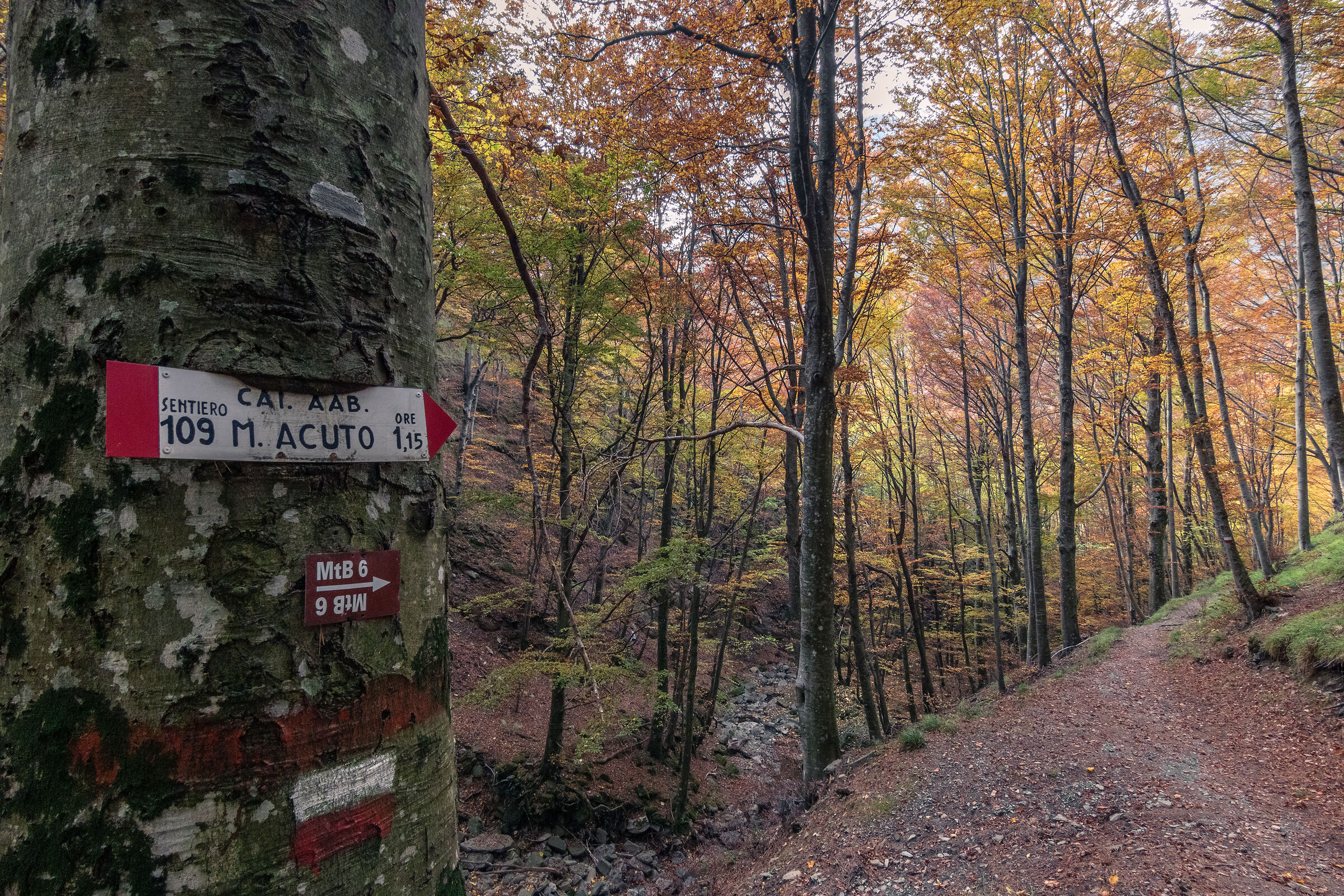On the way to Monteacuto