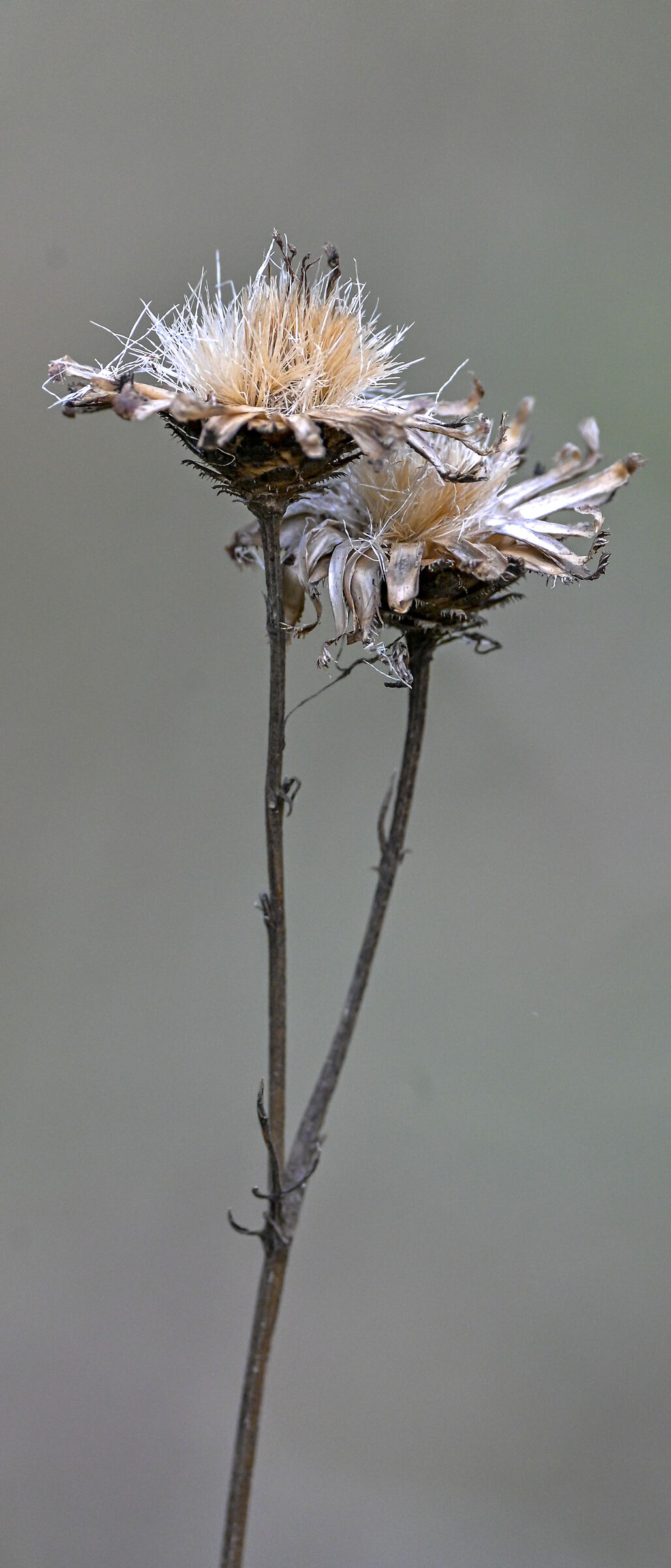 Il fiore secco del trifoglio