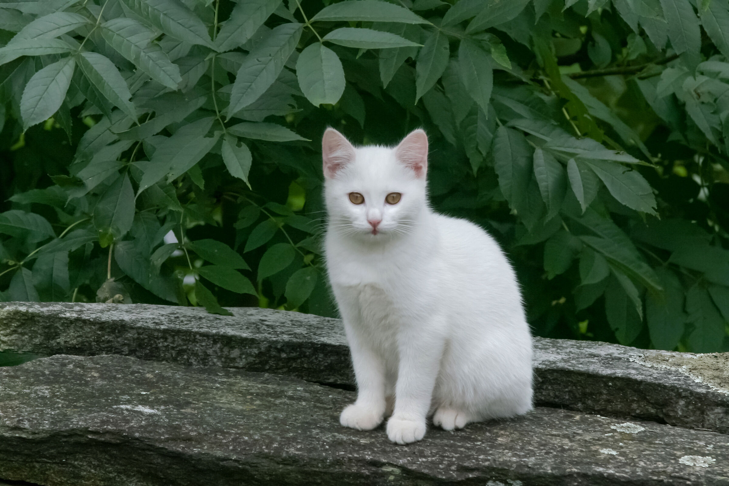 I felt like I was seeing a cat