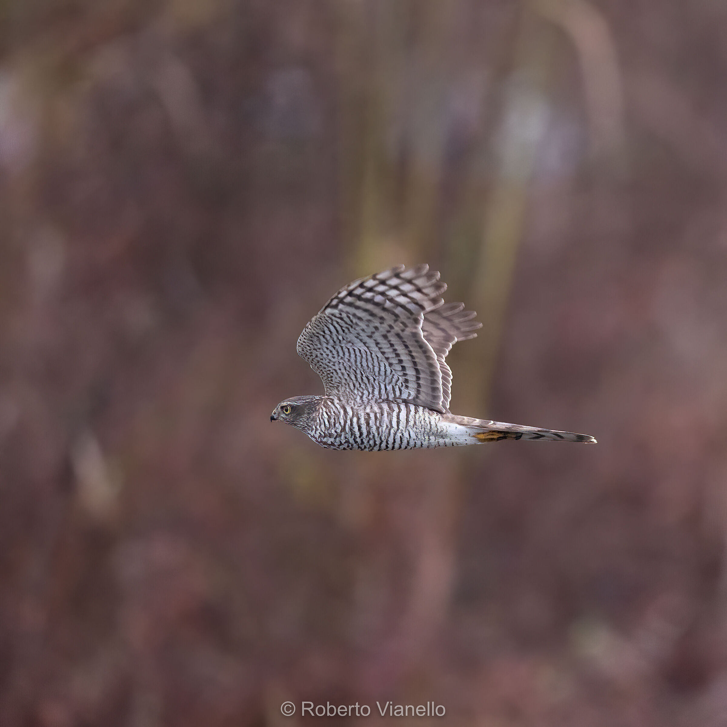 Sparviero eurasiatico (Accipiter nisus)