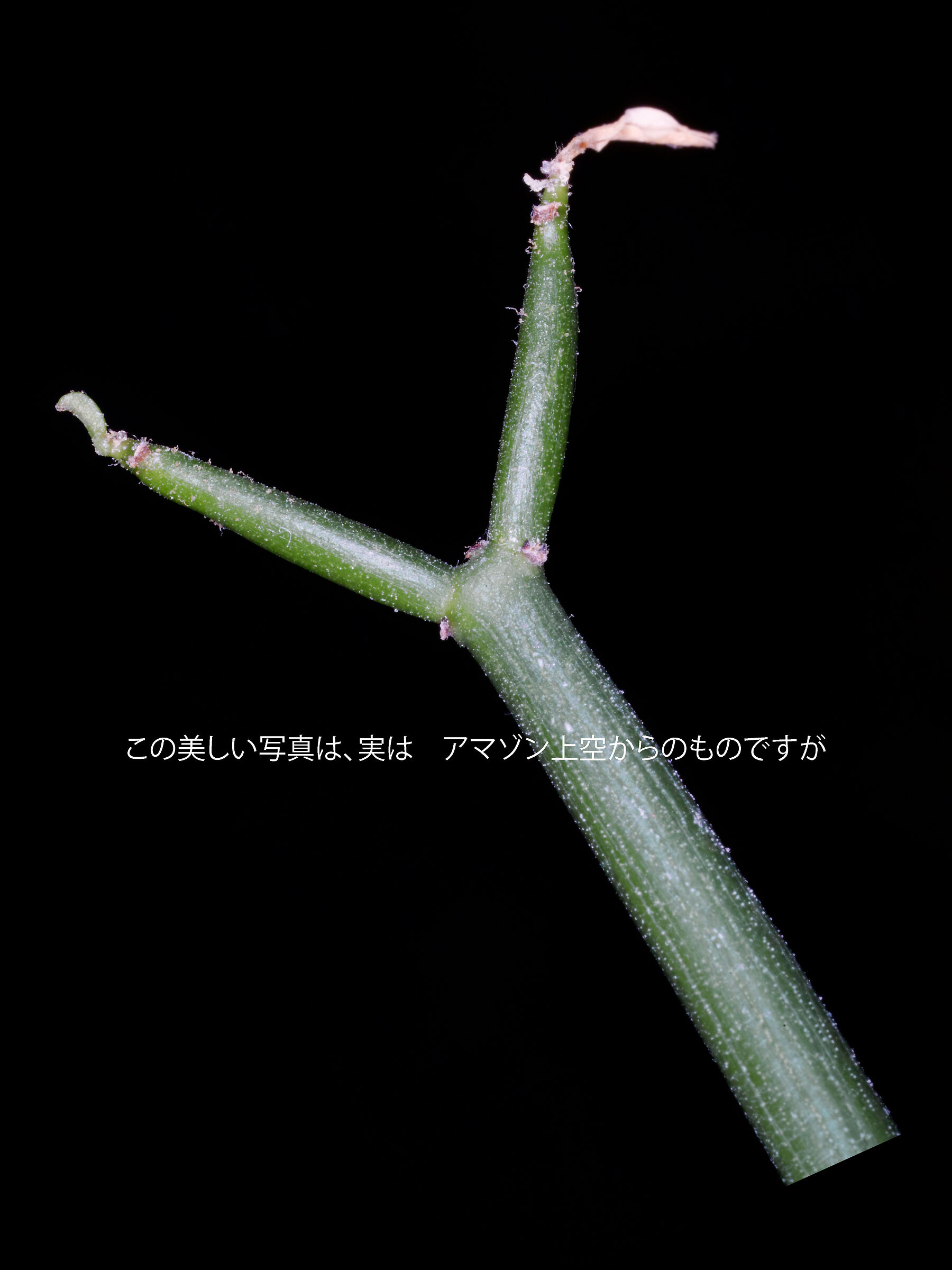 Questa bellissima fotografia mostra l'Amazzonia