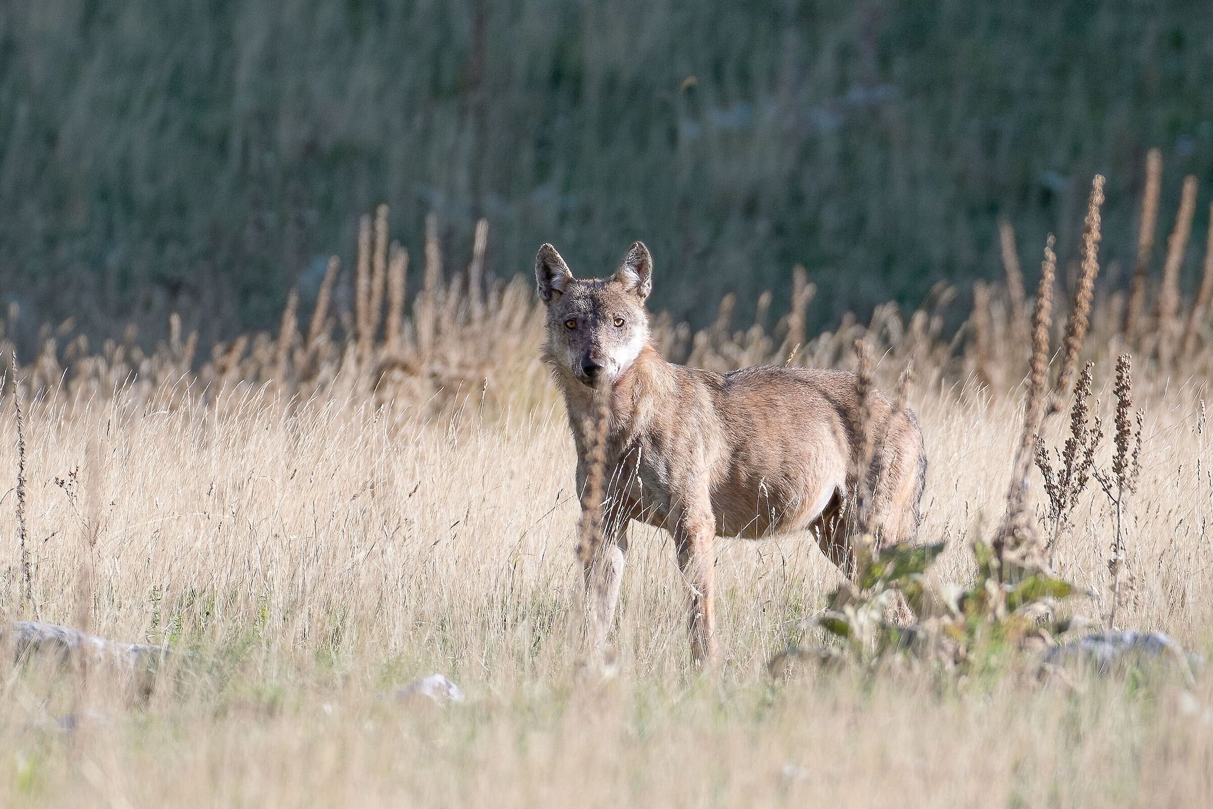 Apennine wolf after breakfast