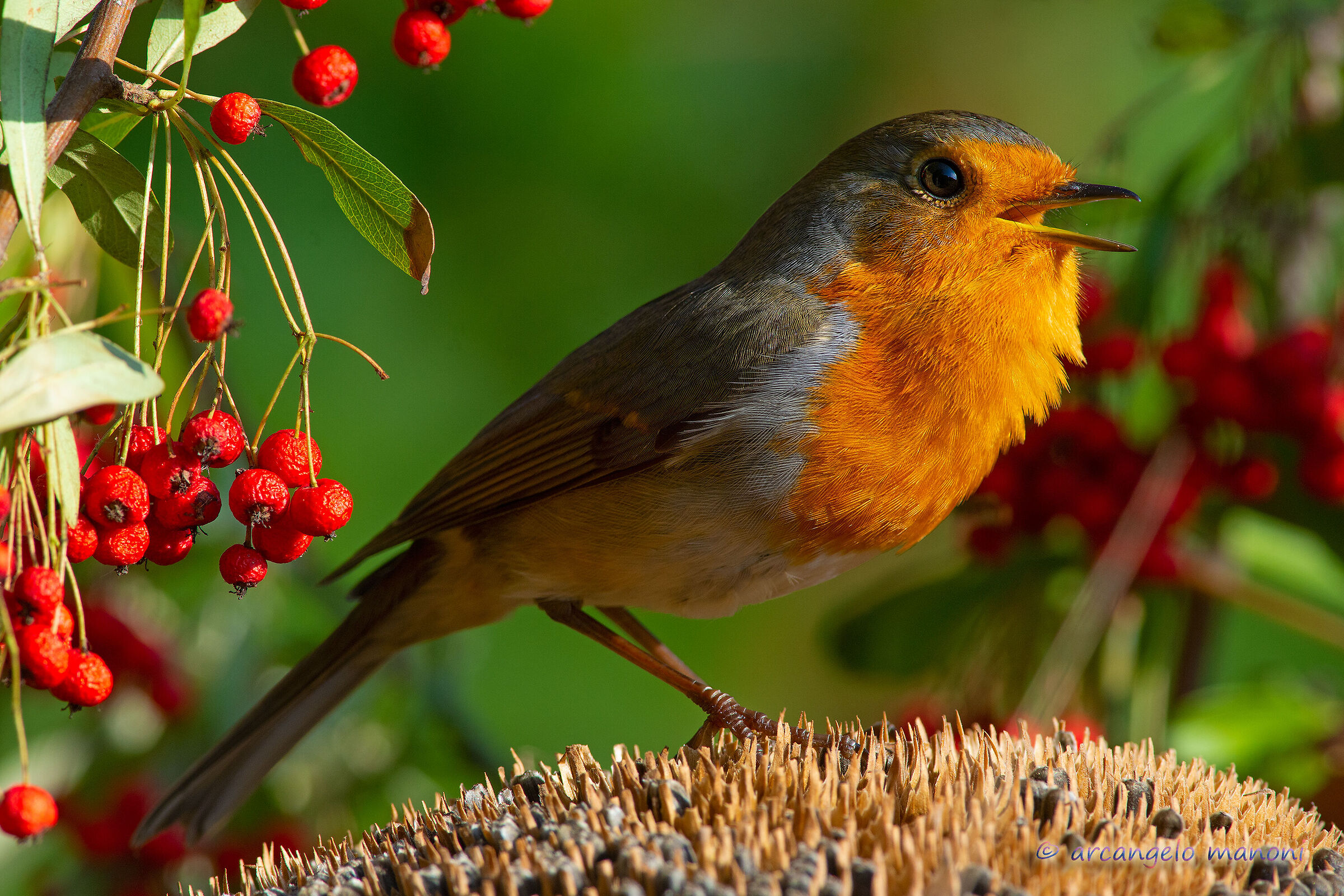 When robins sing........