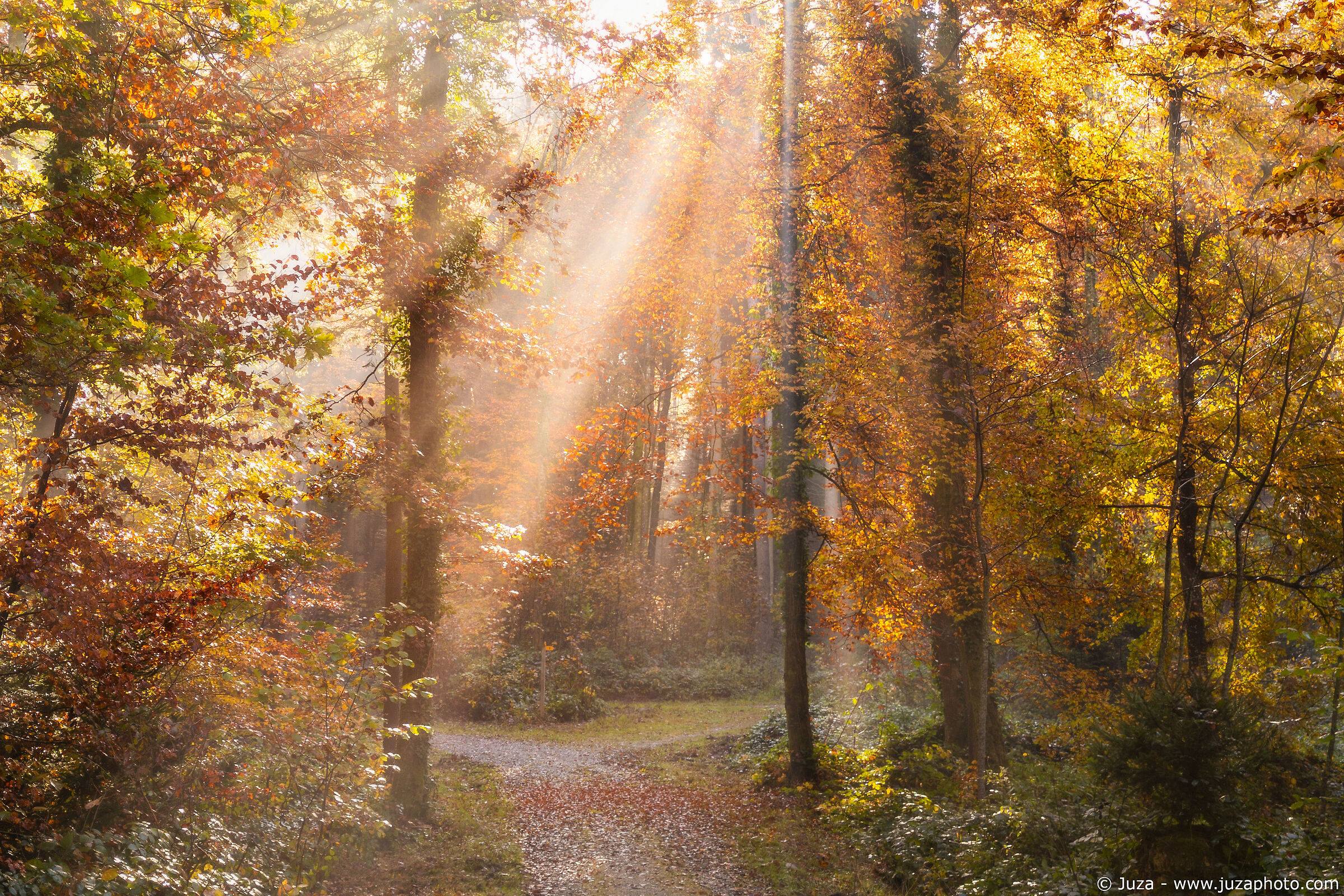 In the woods of Switzerland