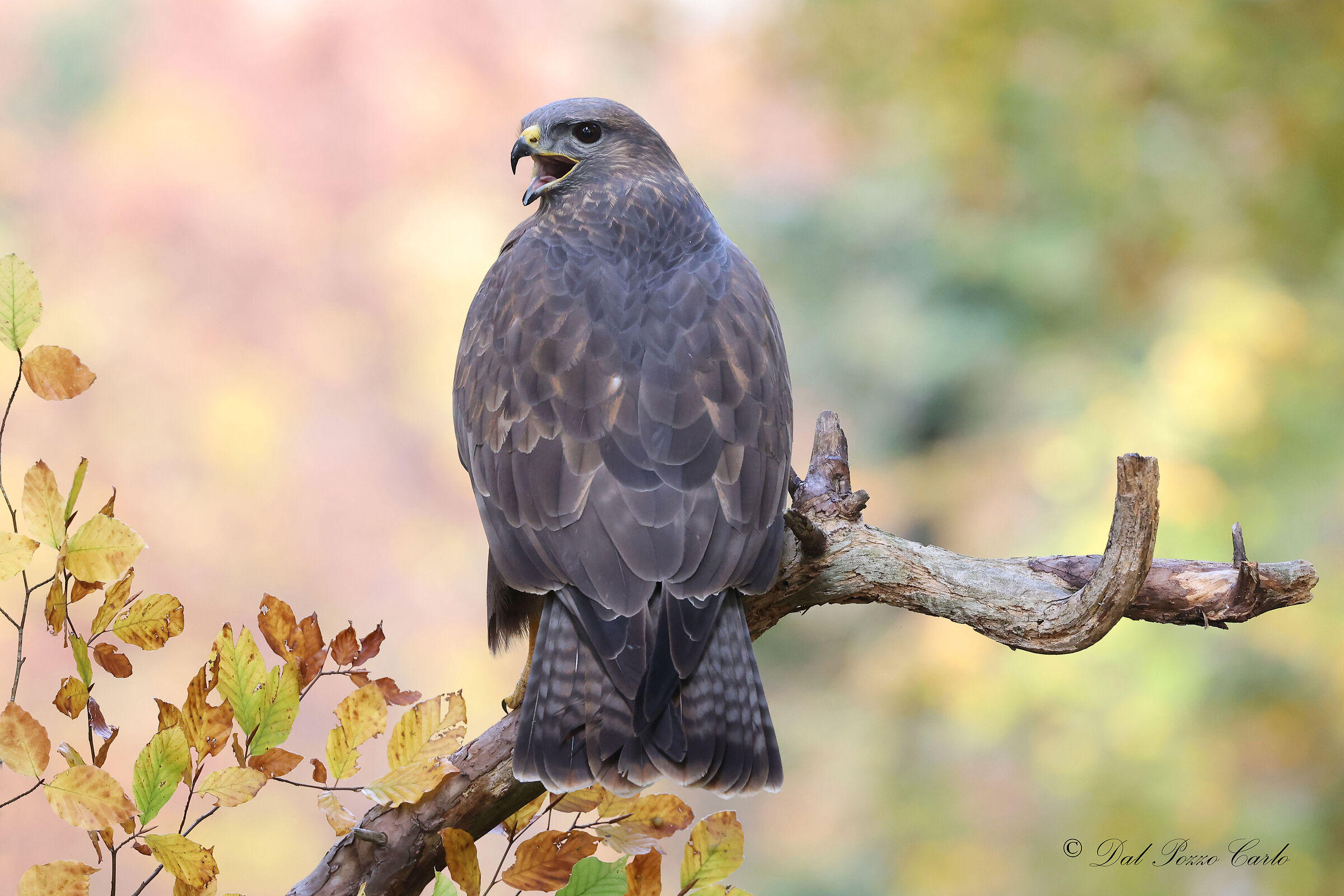 Buzzard and foliage