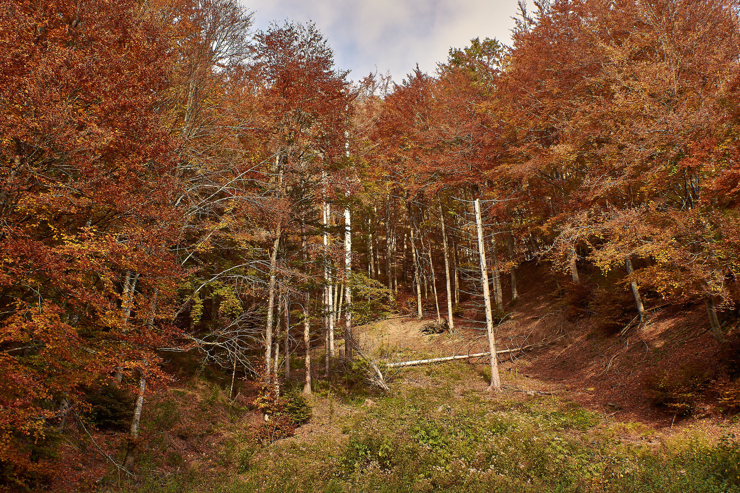 Glades