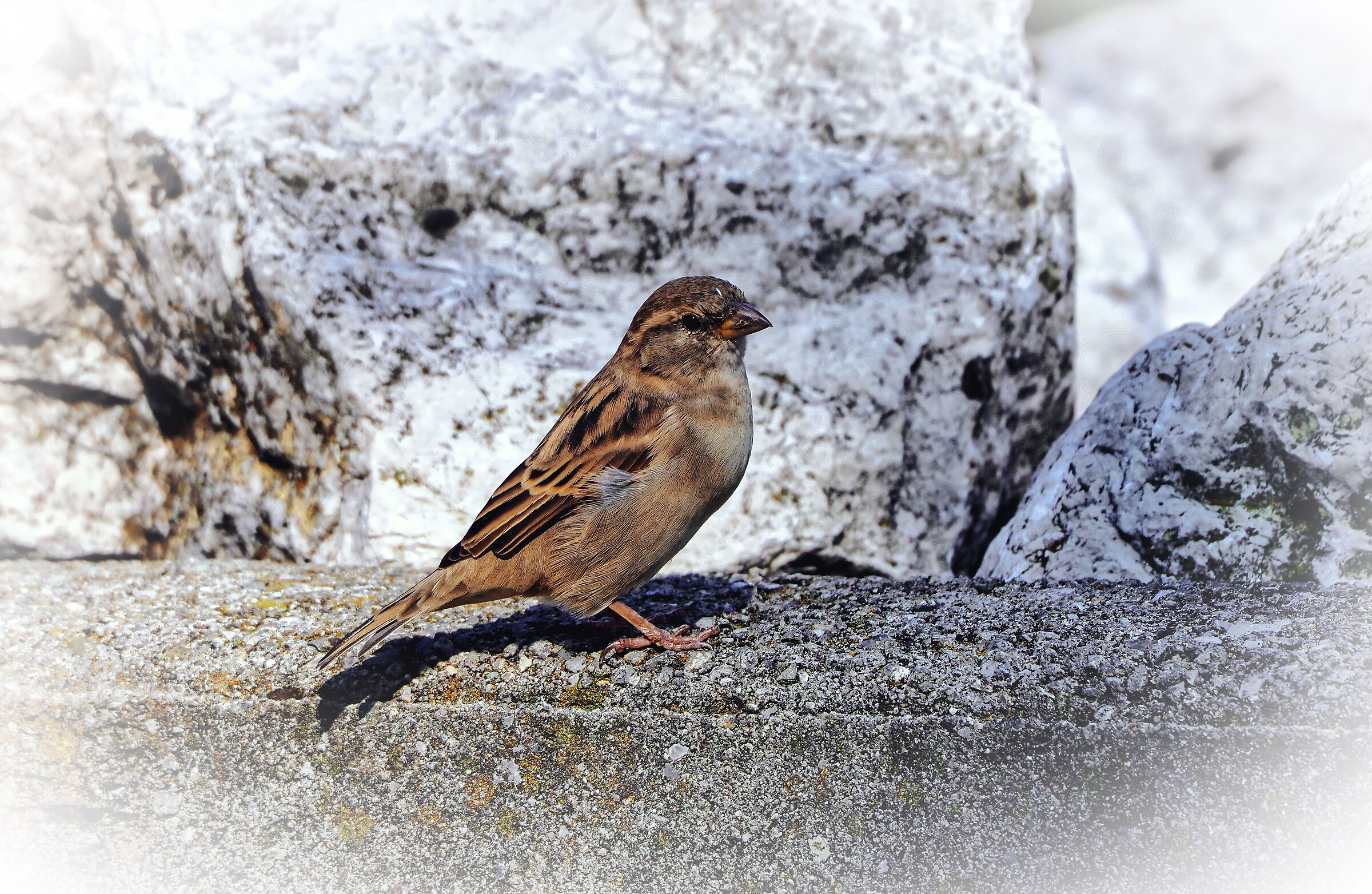 prime prove con Olympus 75-300