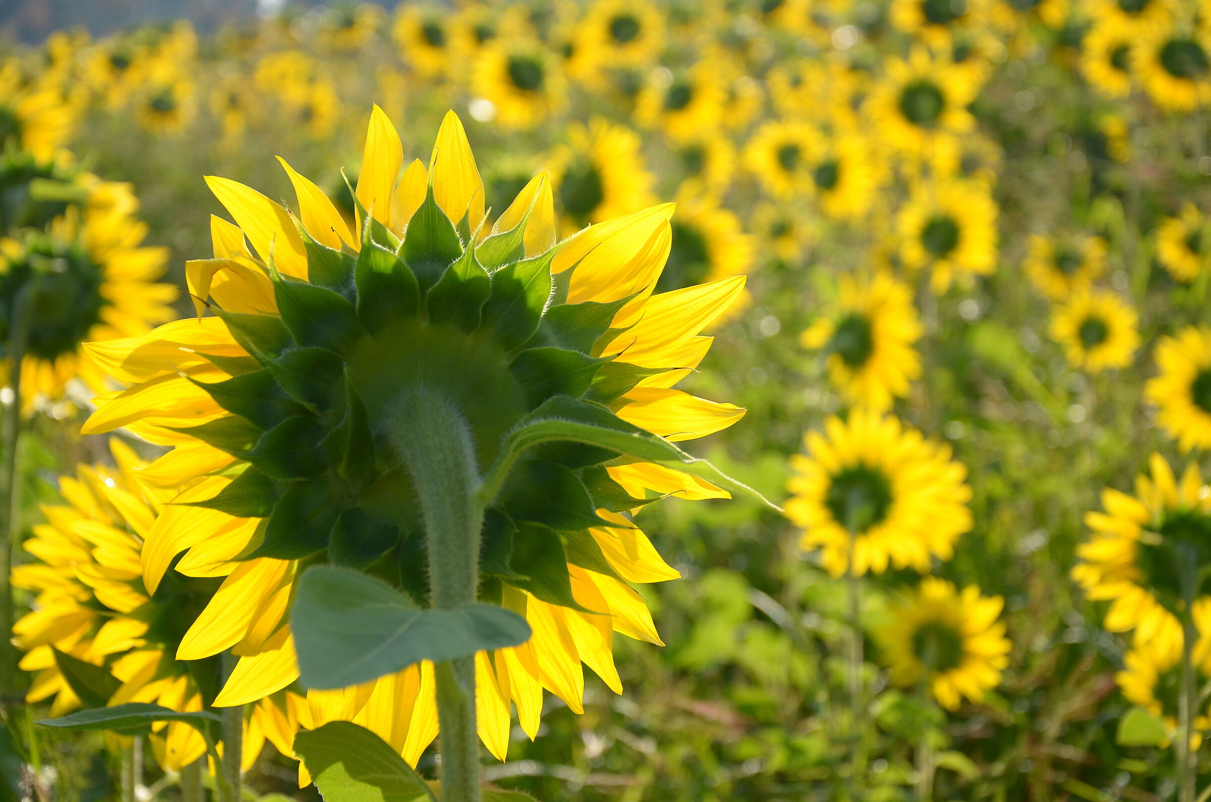 girasoli