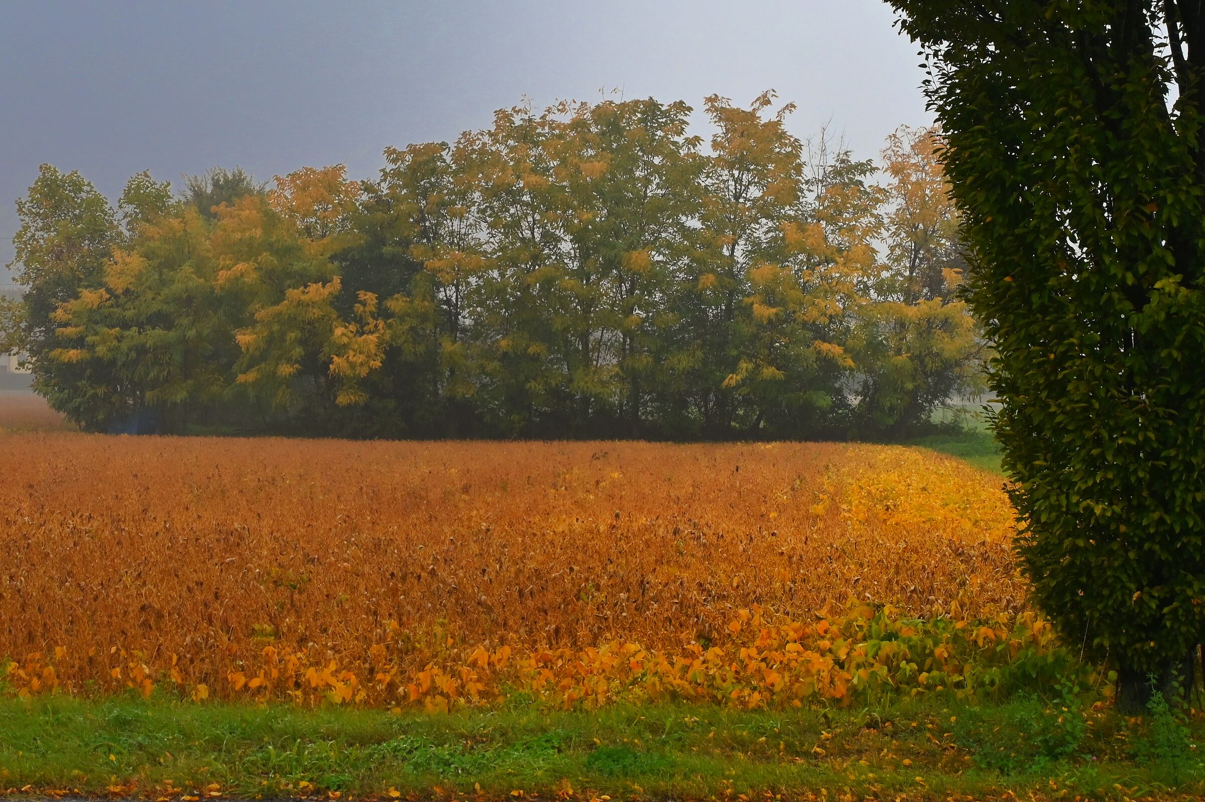 Autumn