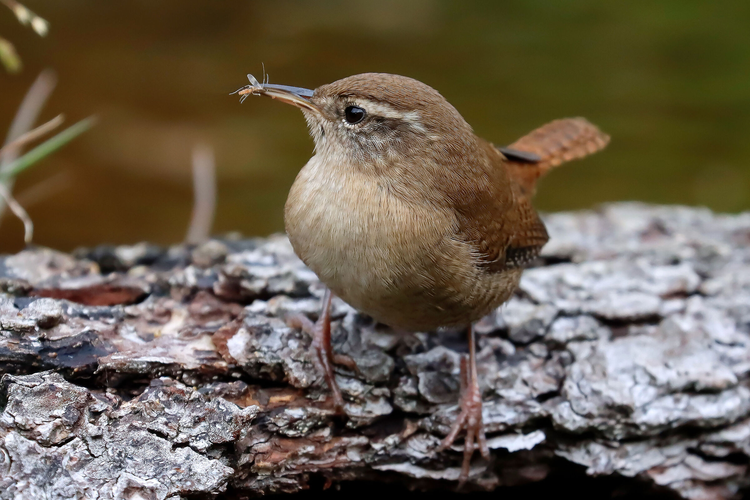 wren