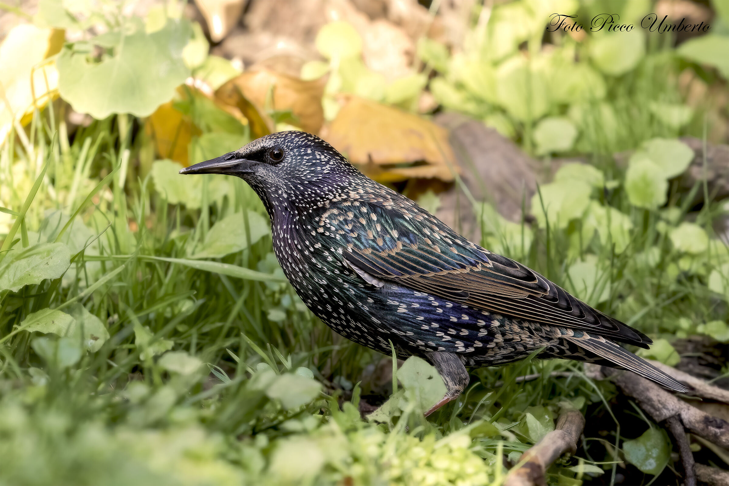 STARLING