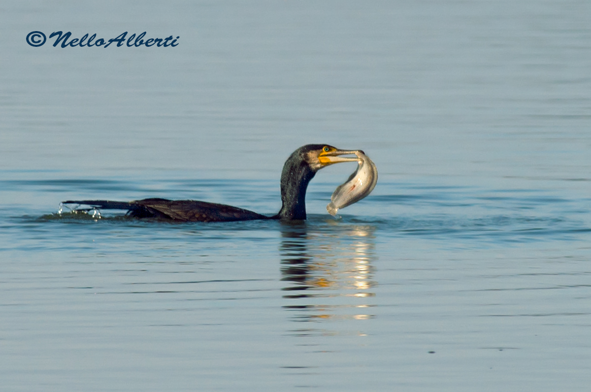 cormorano con sogliola