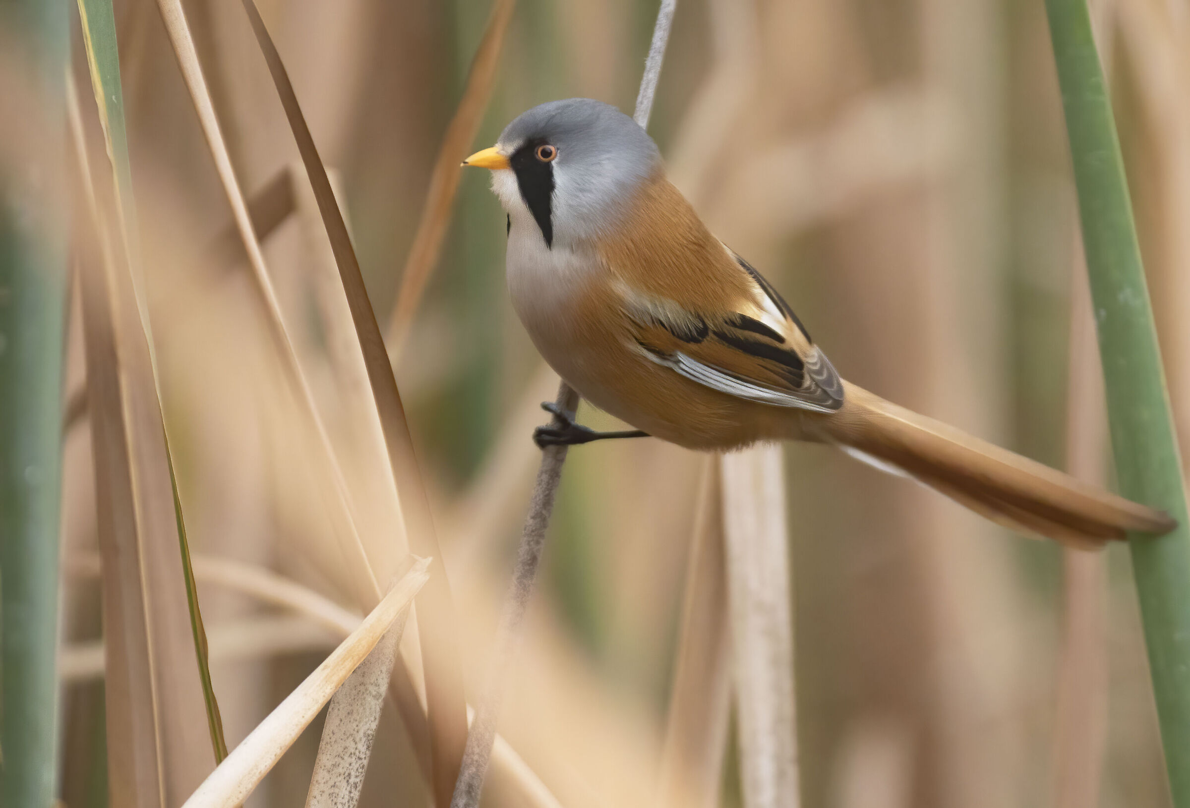 basettino maschio classica