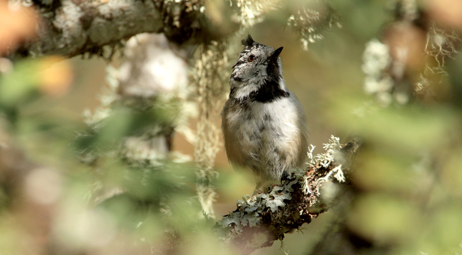 Crested Tit