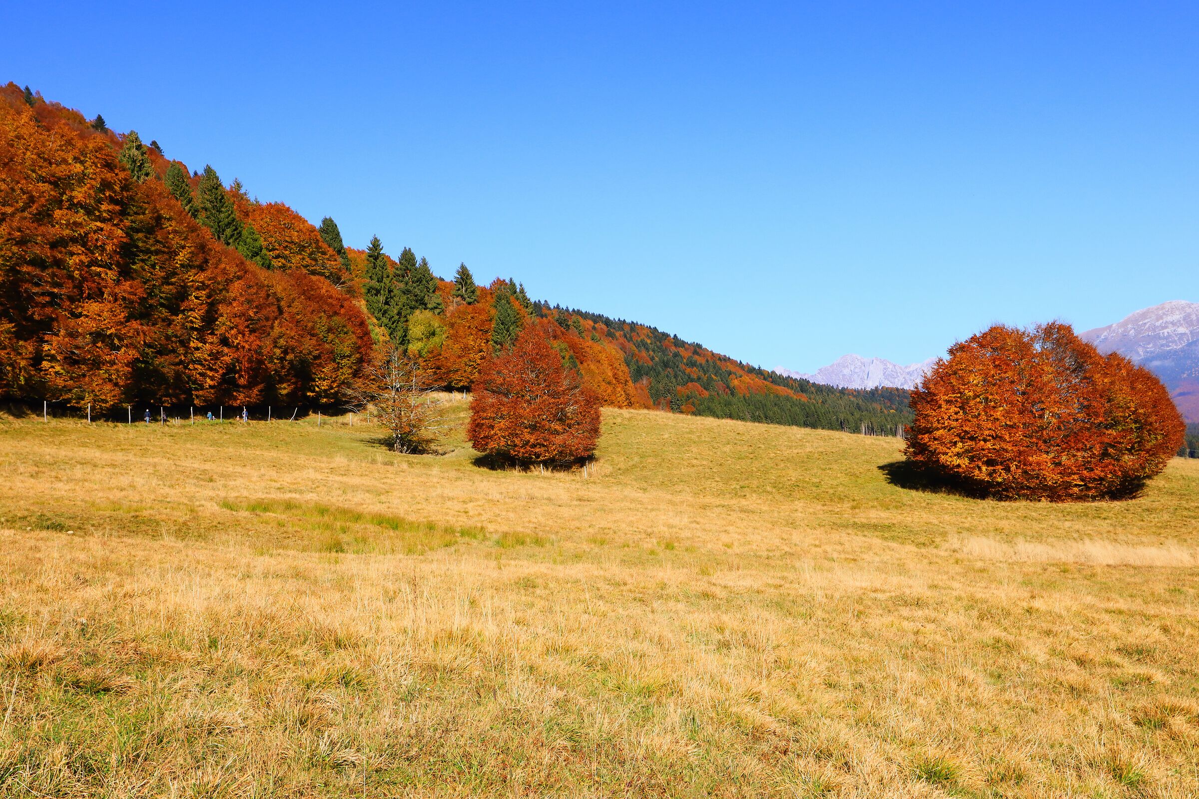 Cansiglio Plateau