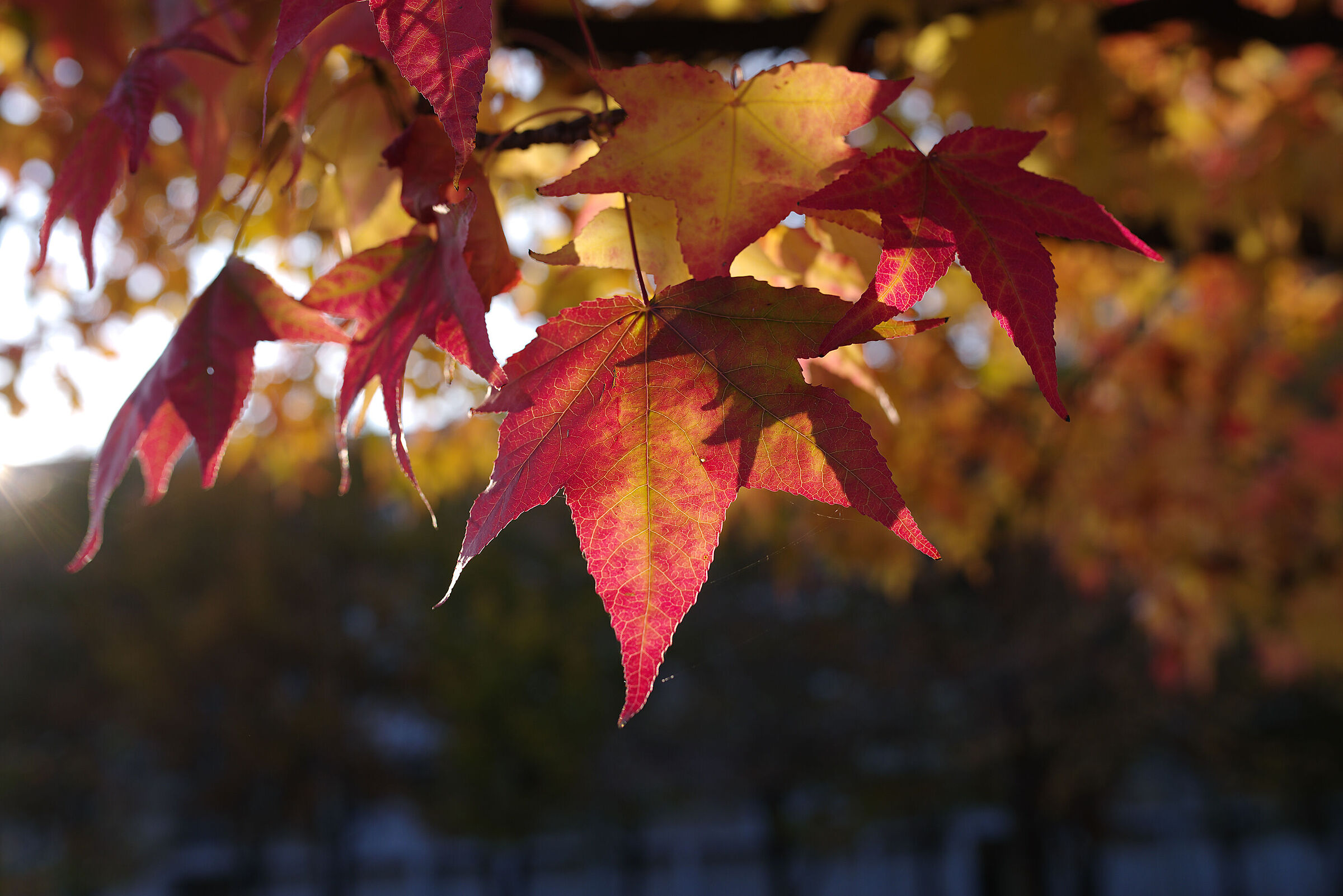 Autunno in controluce