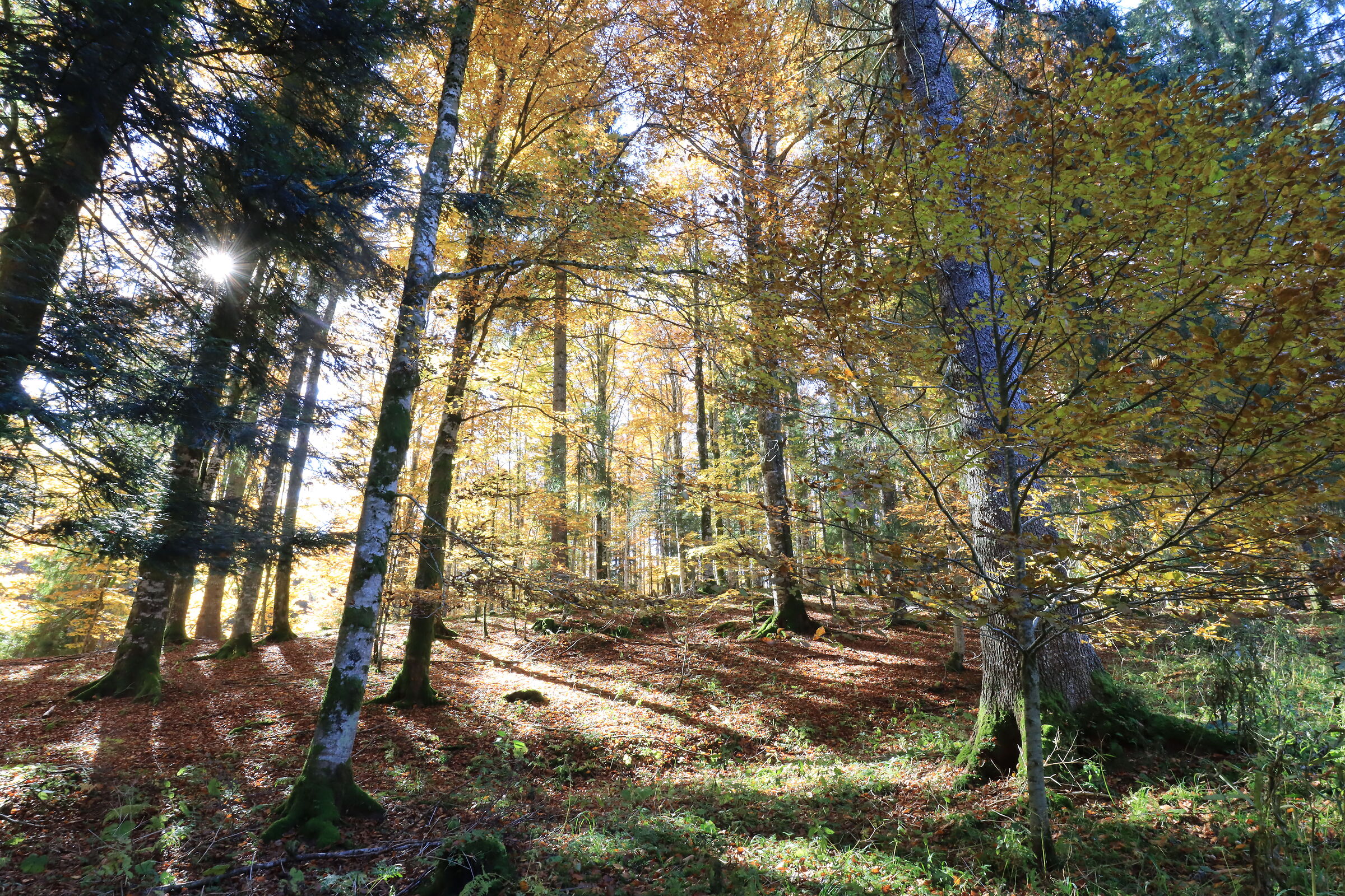 Altopiano del Cansiglio