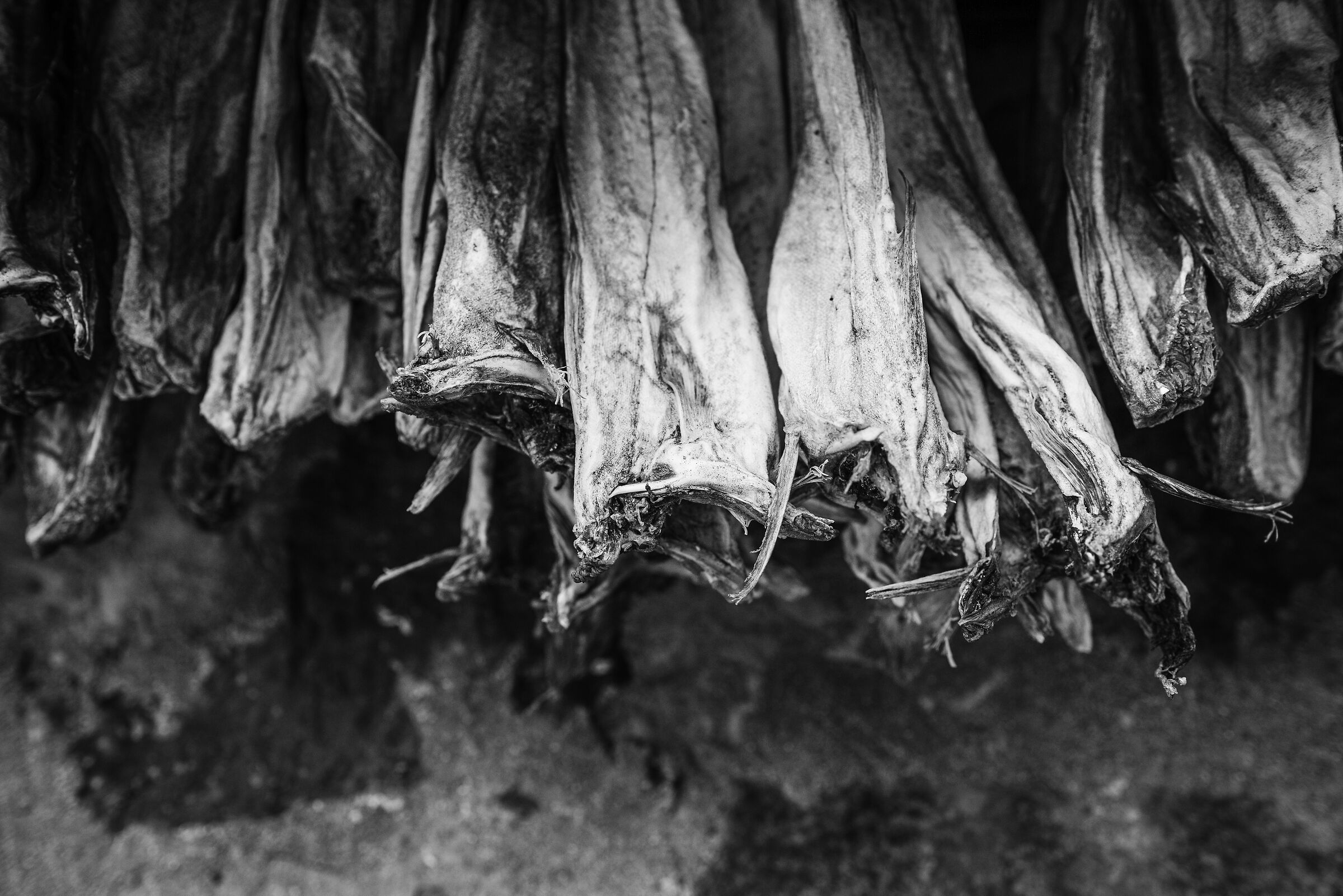 Stockfish, Faroe Islands