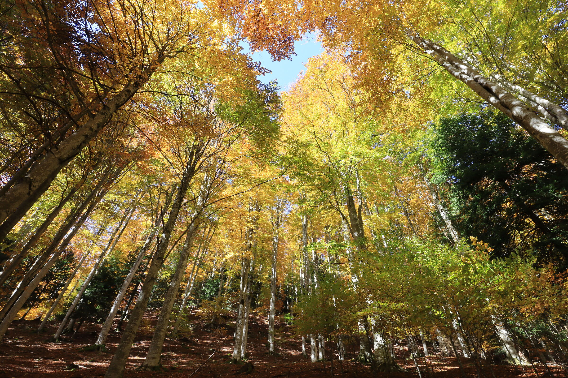 Cansiglio Plateau