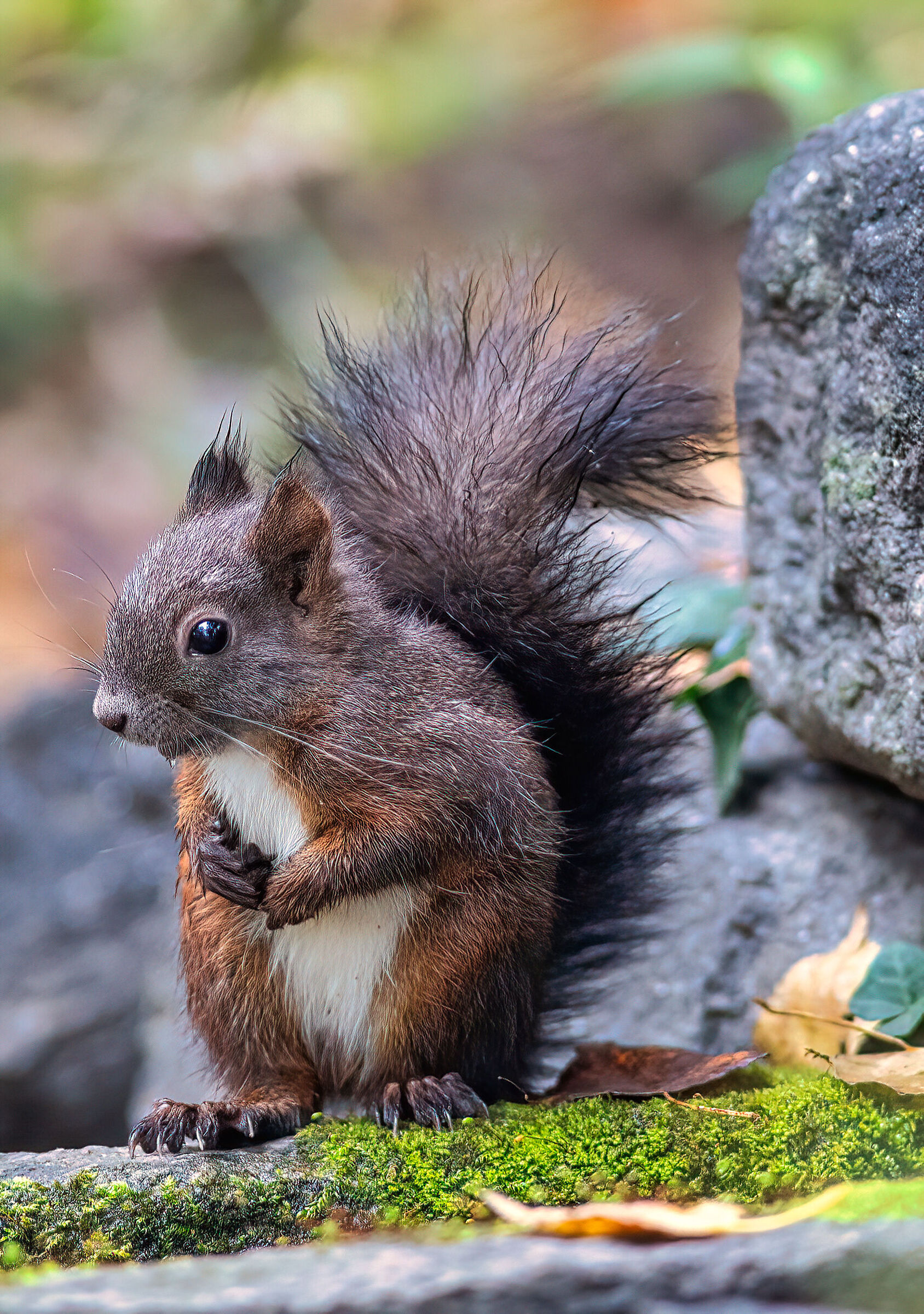 Squirrels autumn colors