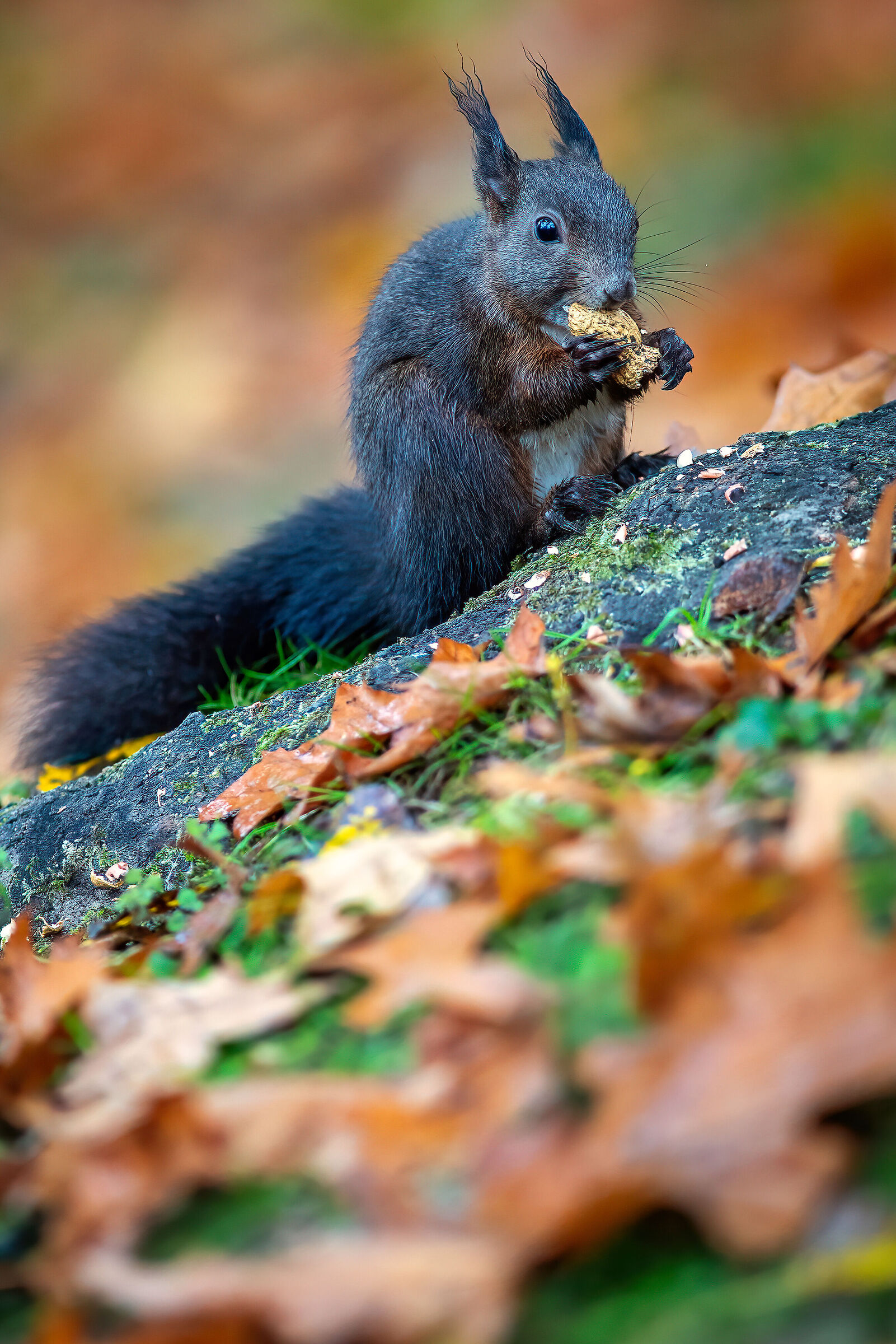 Squirrels autumn colors