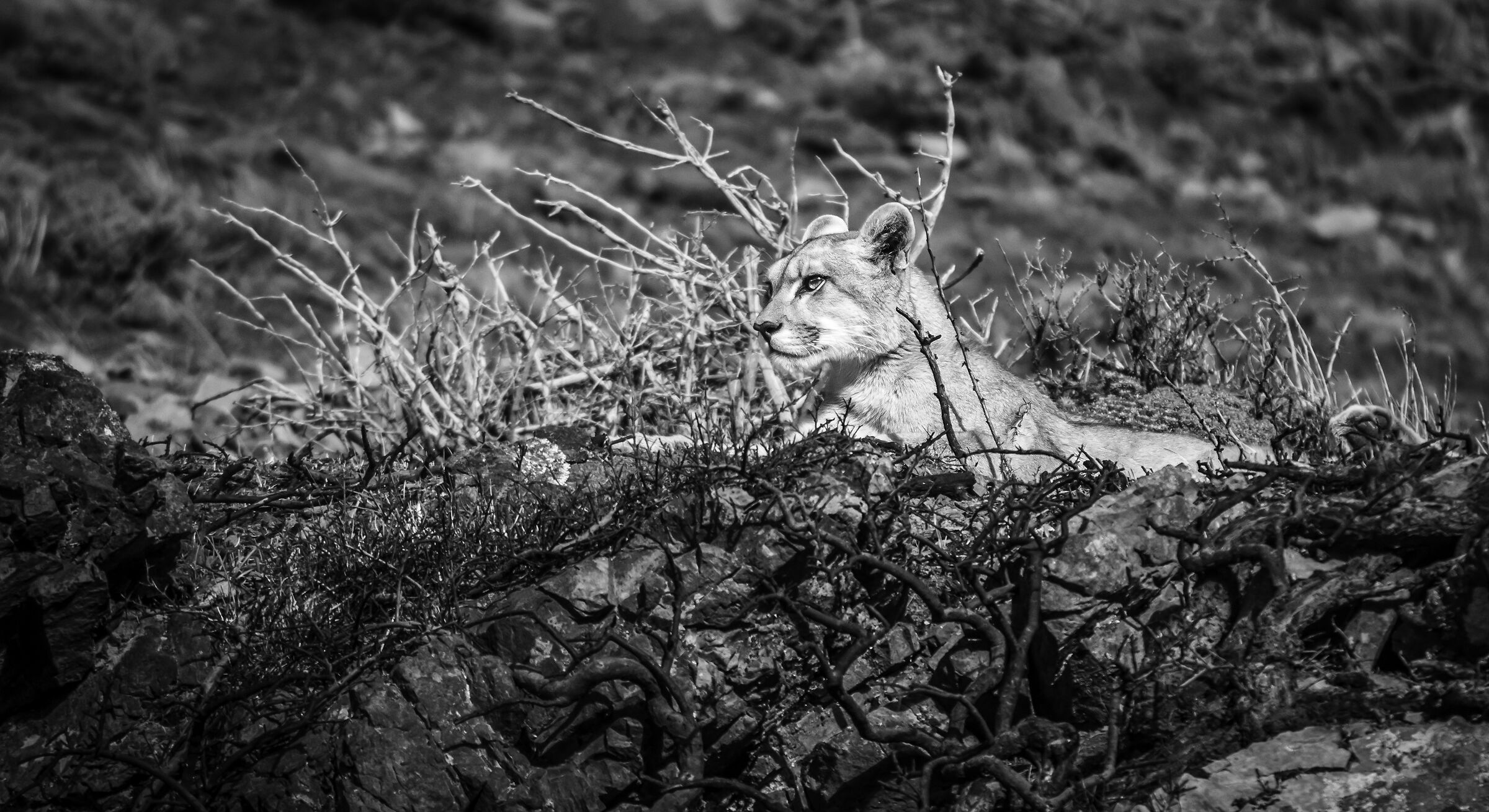 Puma of the Andes, Torres Del Paine