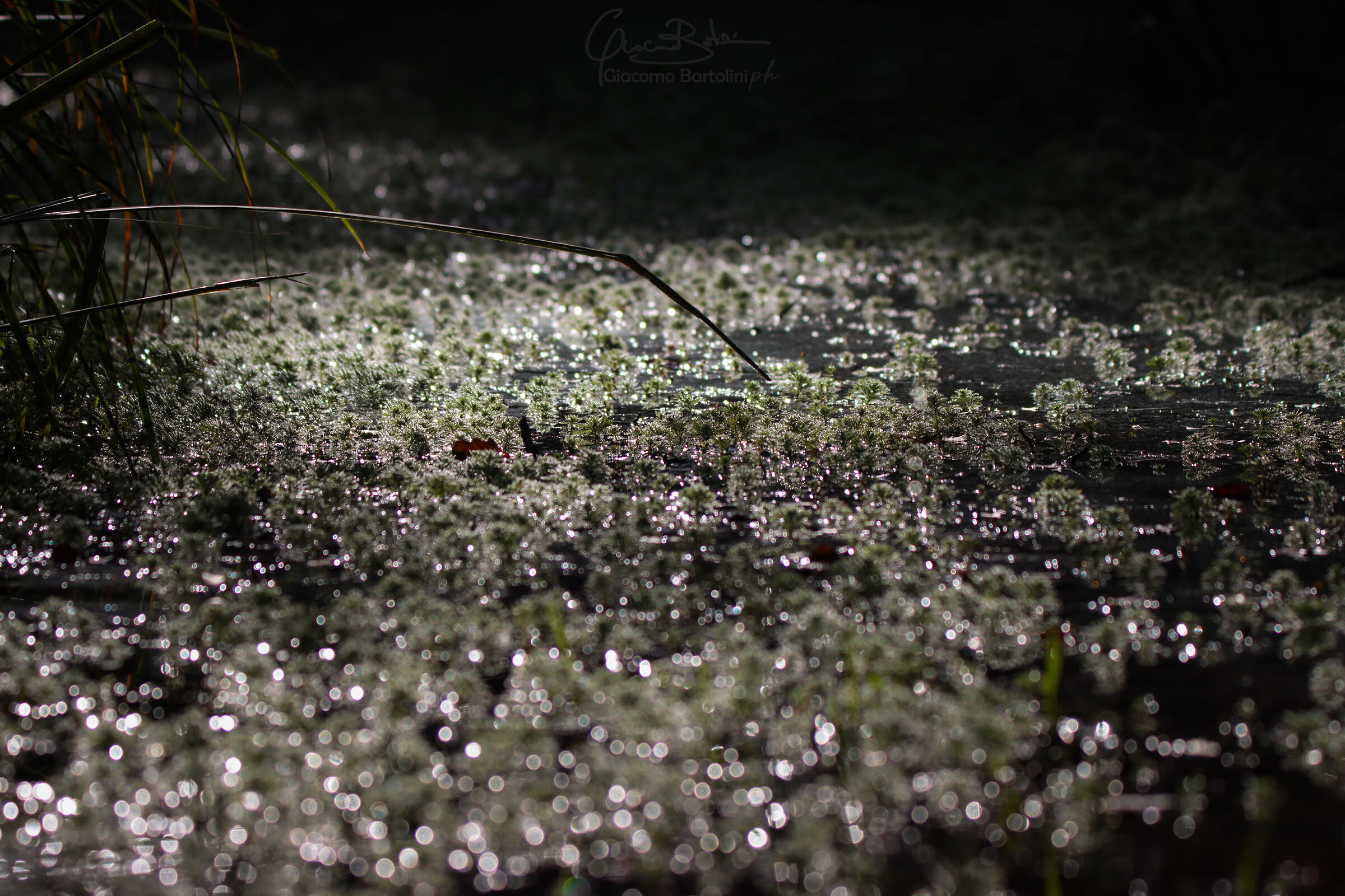 Dew and swamp