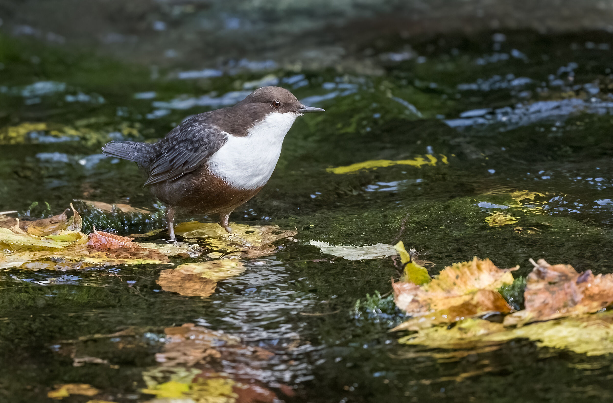 white-throated dipper