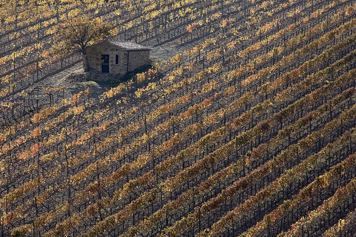 Autumn vineyards