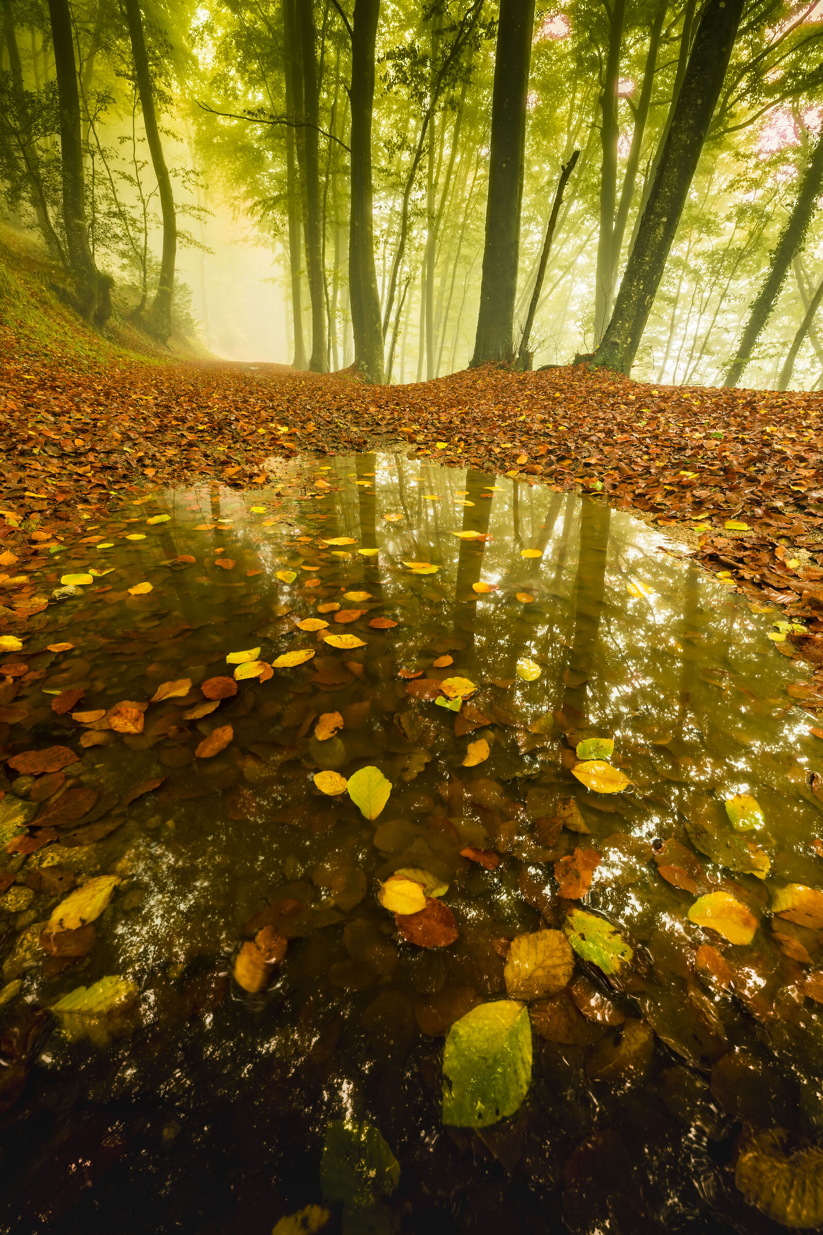 reflections in autumn