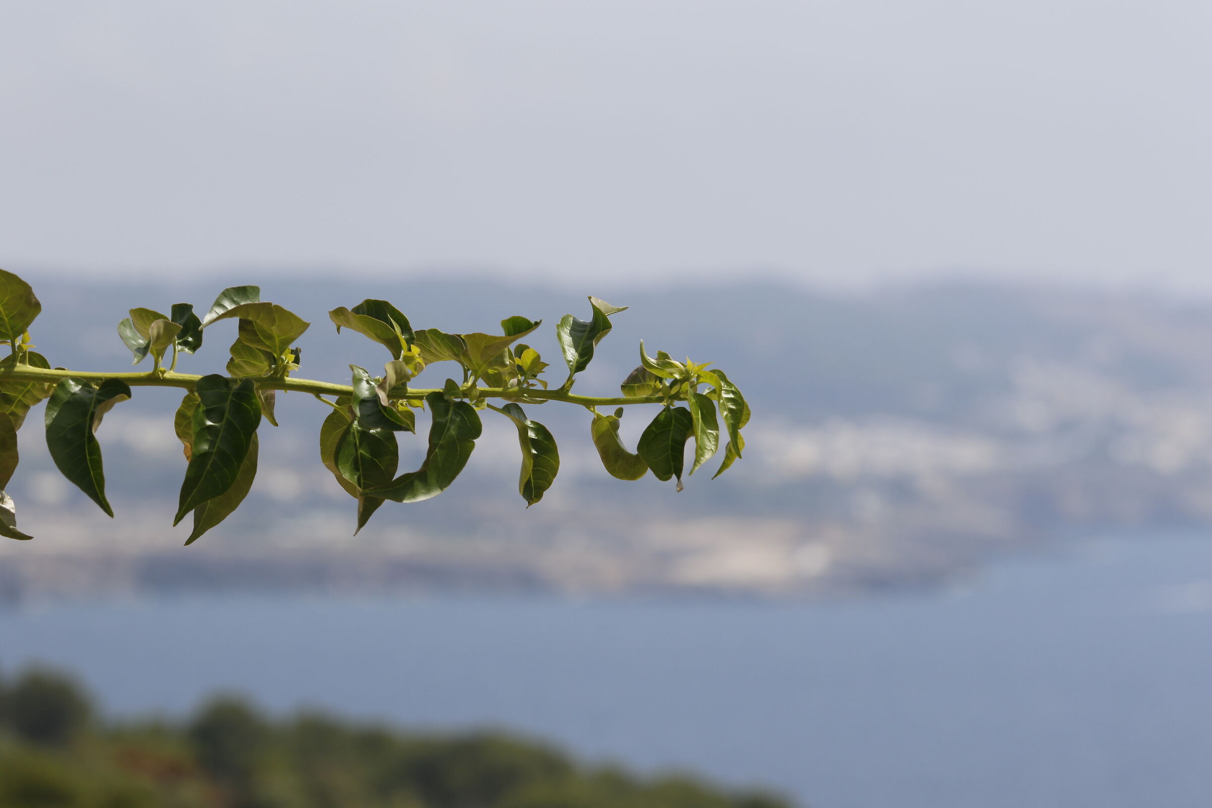 Canon 7d ìì - 135, F.2 L