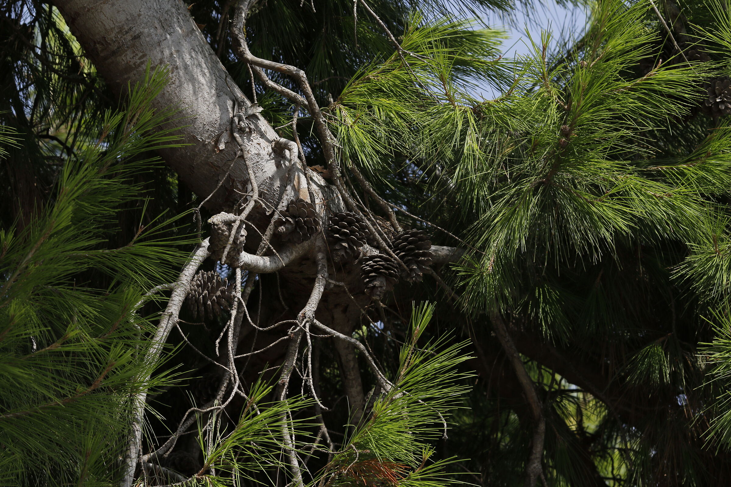 Canon 7d ìì - 135, F.2 L