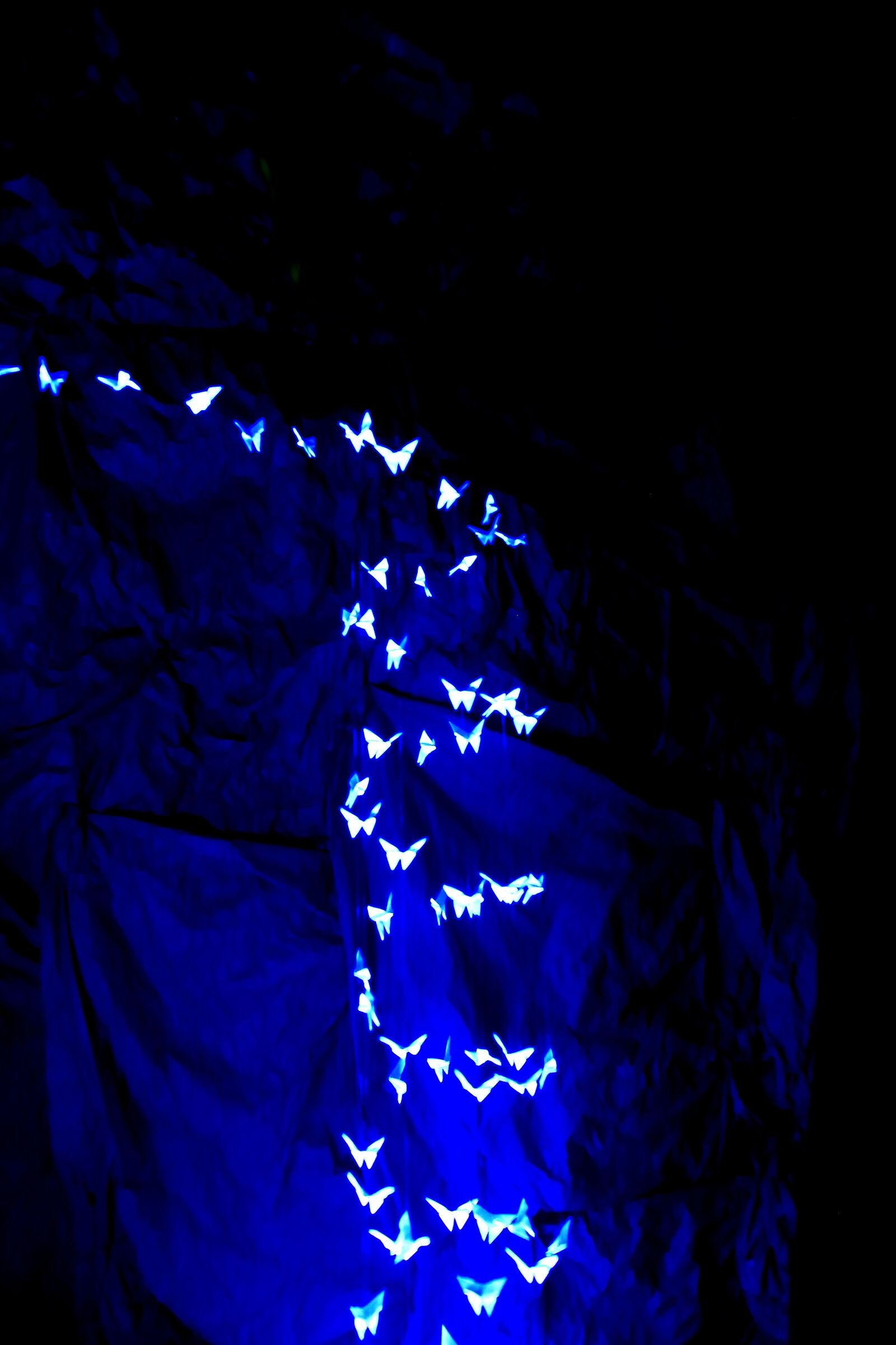 Butterflies take away my nightmares!