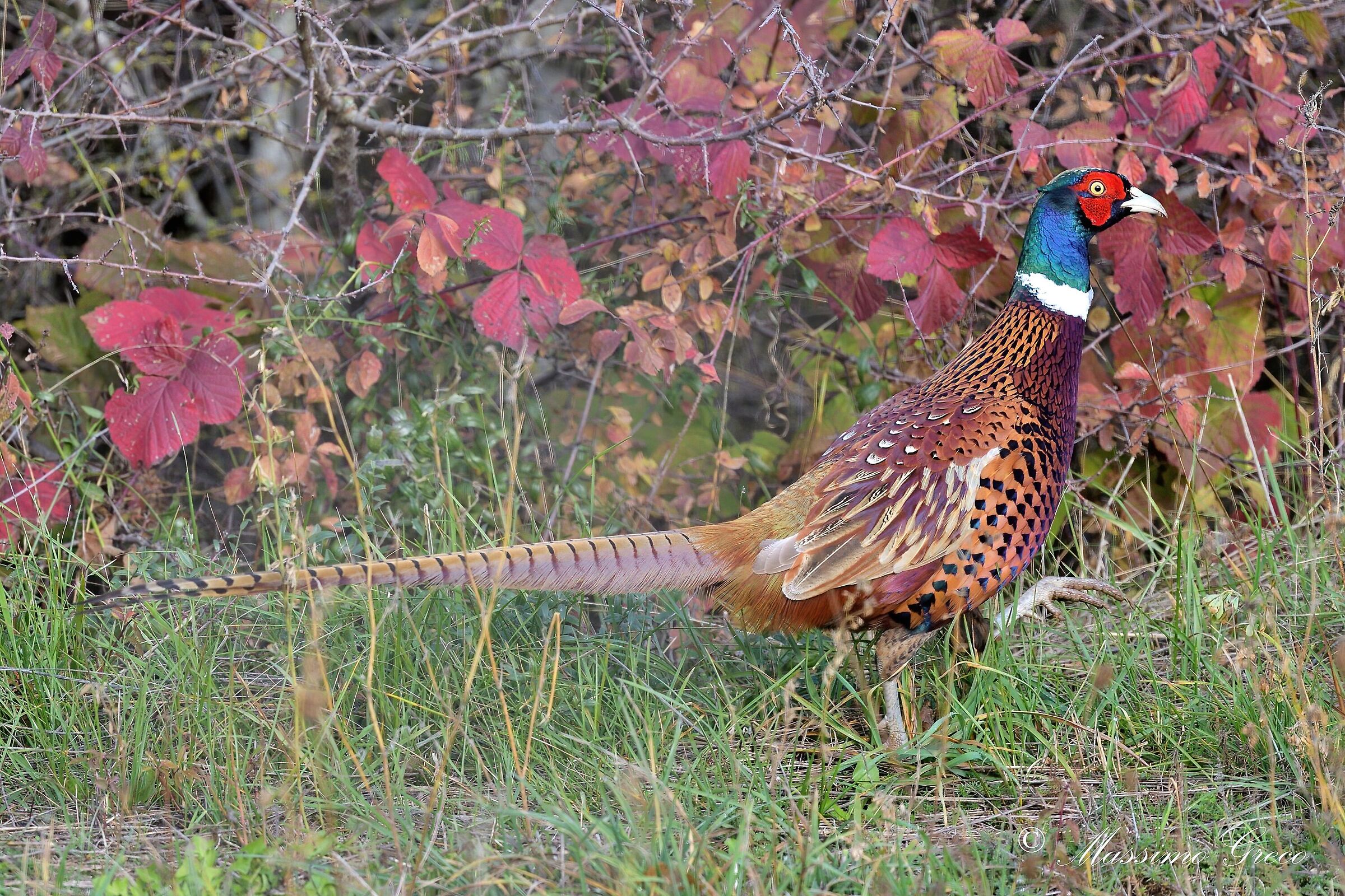 Maschio di Fagiano (Phasianus colchicus)