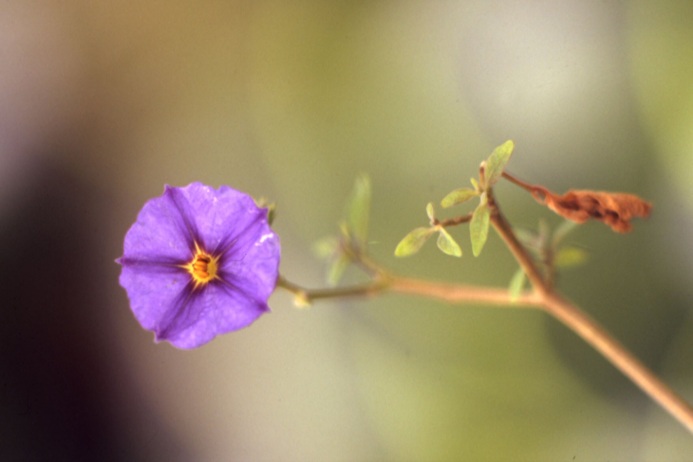 Leica R7 senza titolo