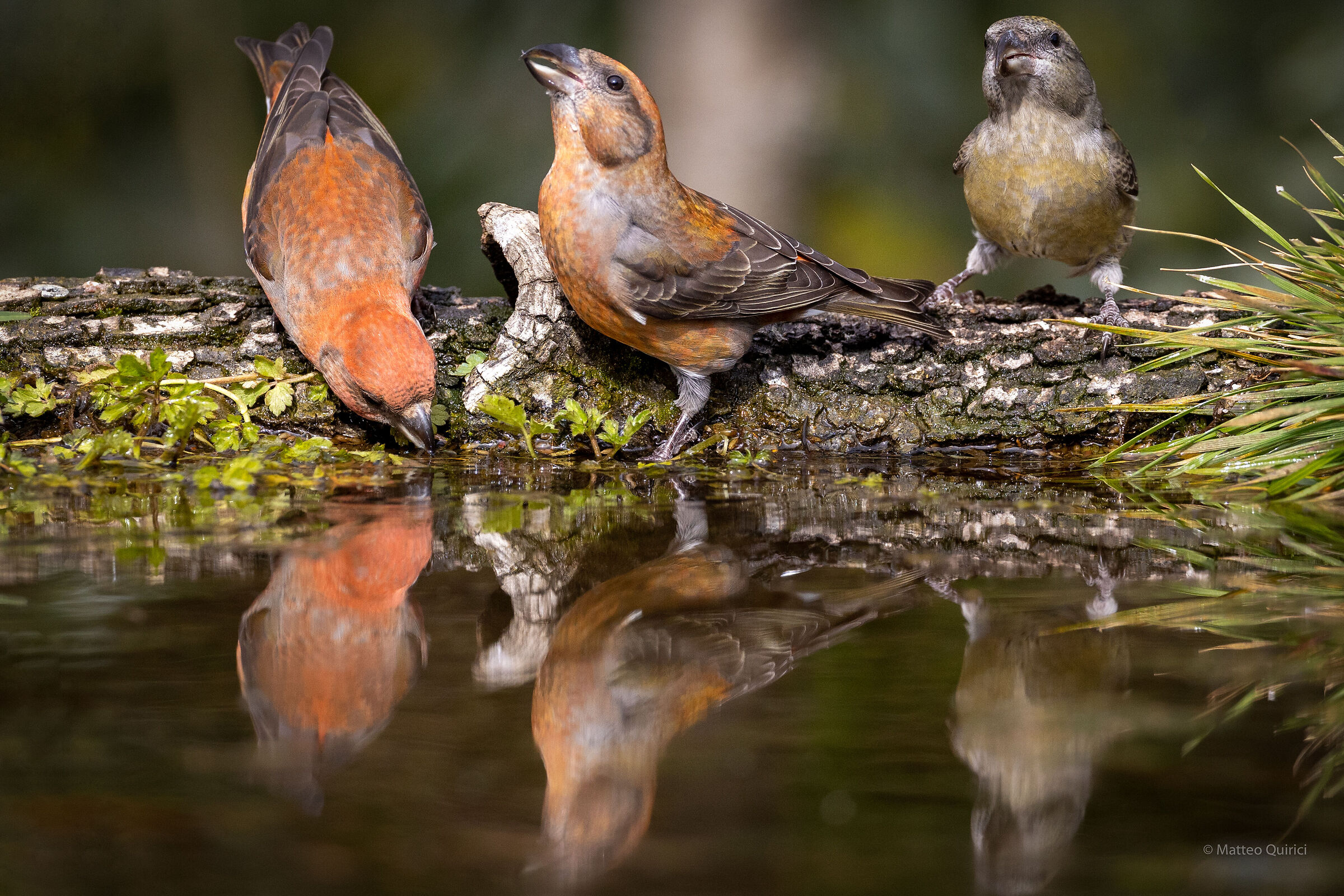 Crocieri all'abbeverata