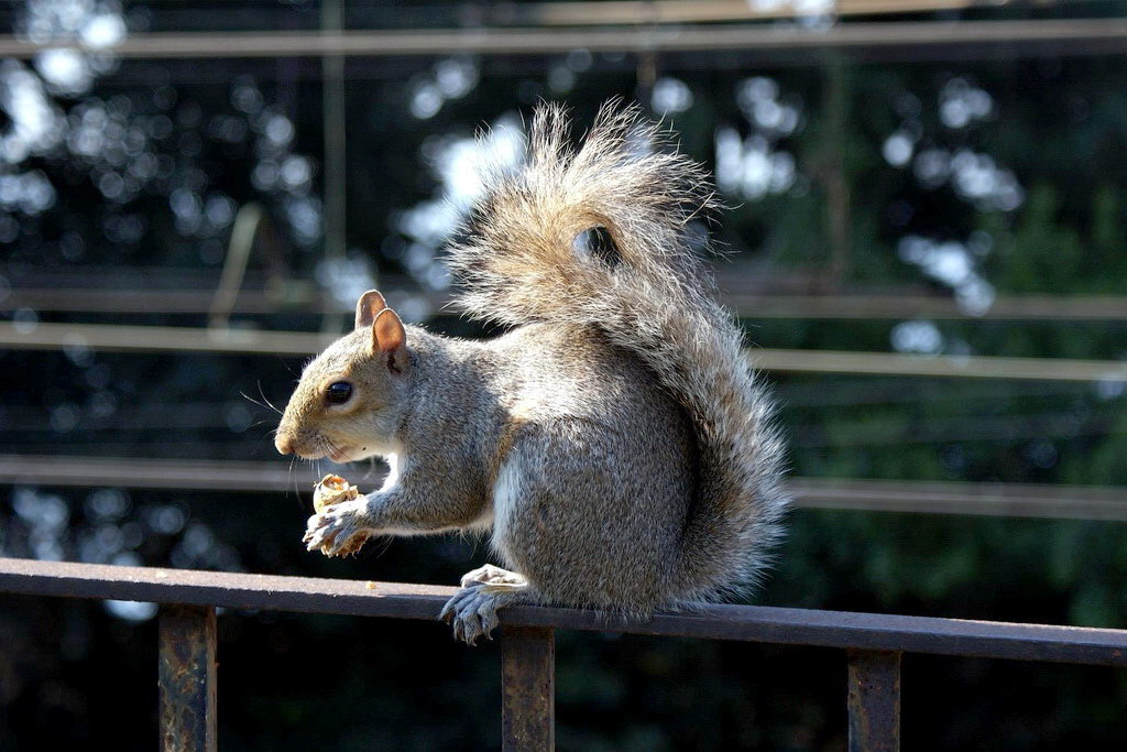 Scoiattolo a Nervi, Genova