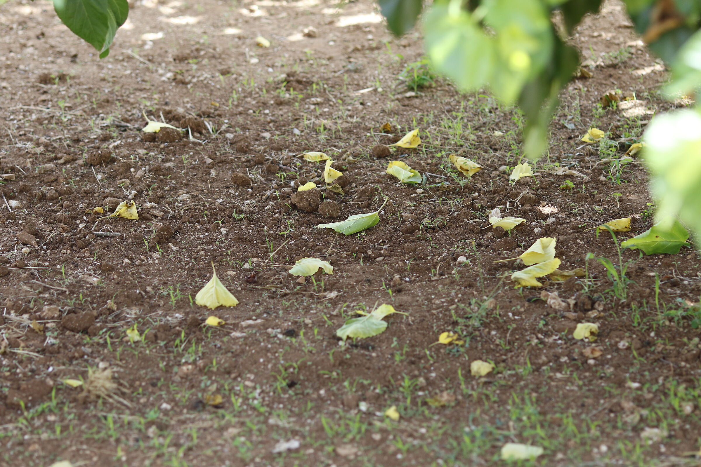 Canon 7d ìì - 135, F.2 L