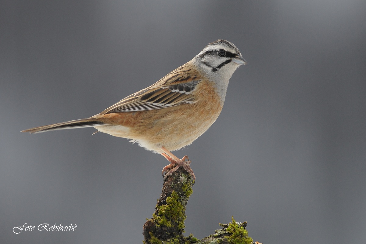 Zigolo muciatto......