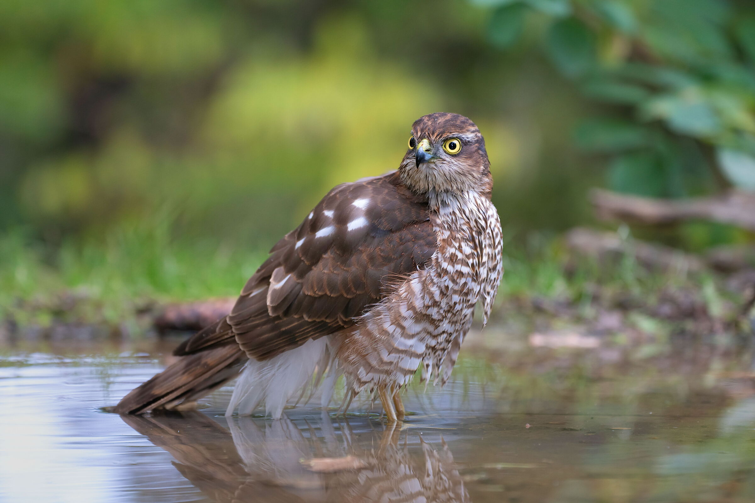 Sparrowhawk