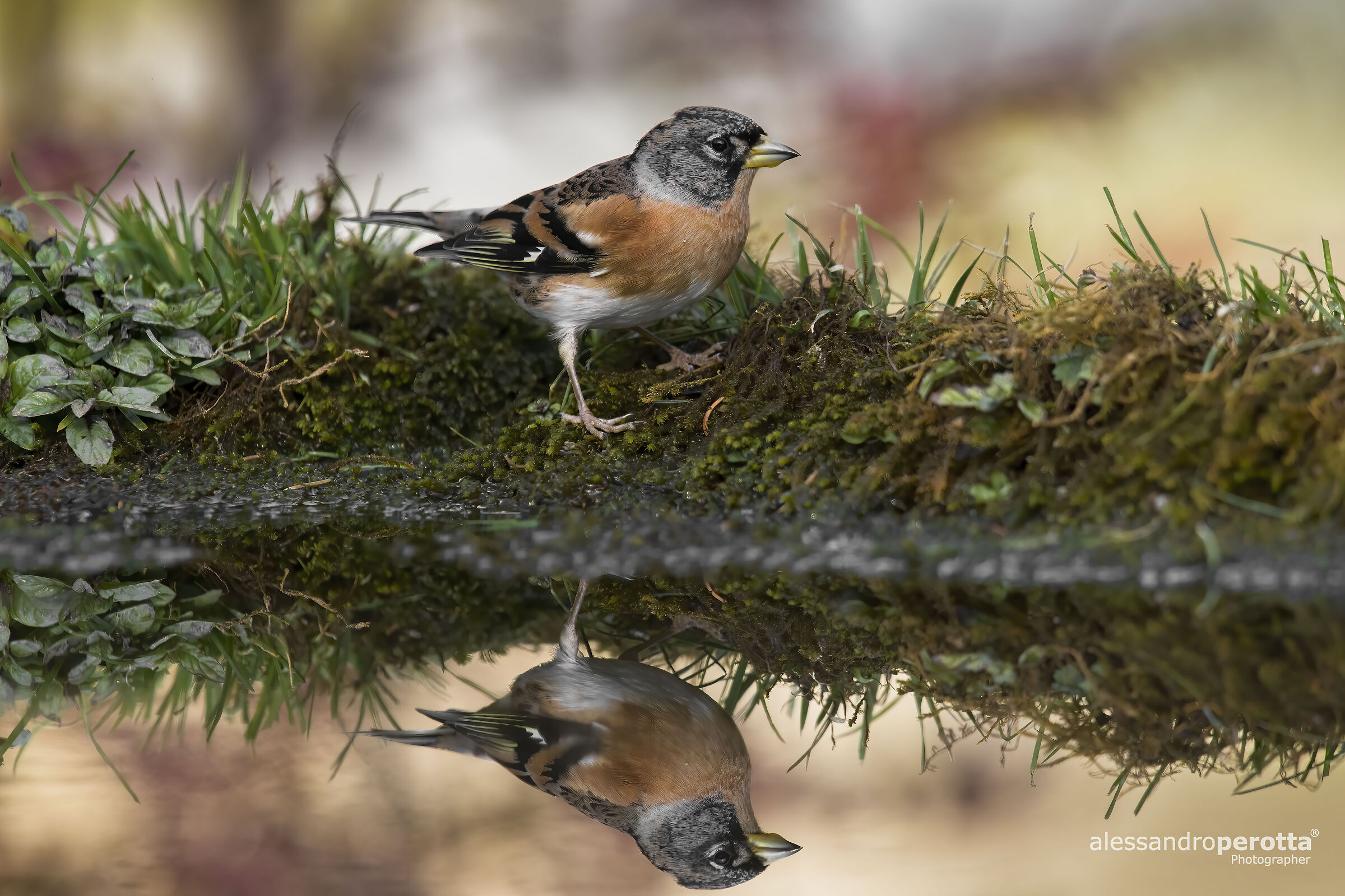 Fringilla montifringilla (M)