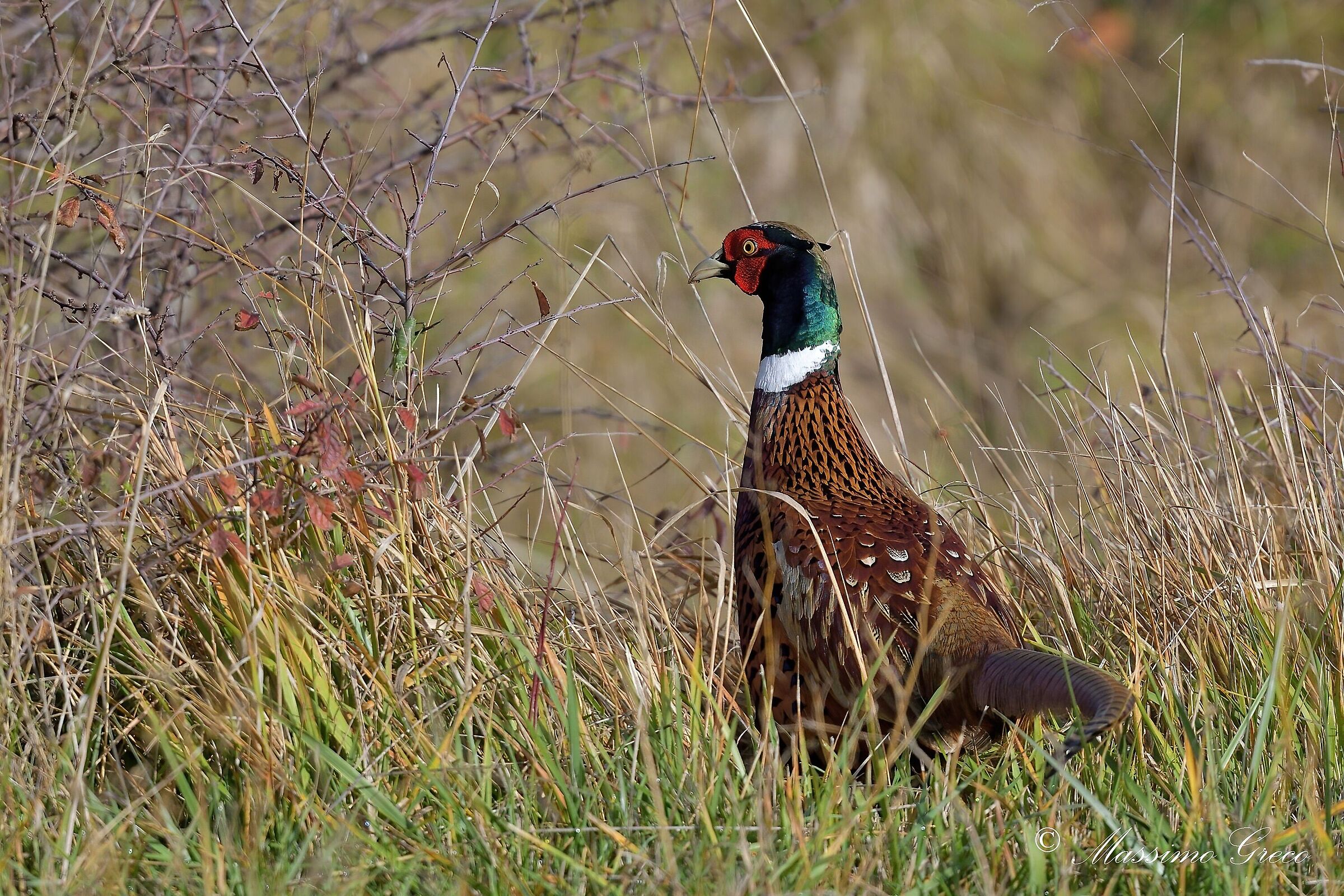Fagiano comune (Phasianus colchicus colchicus)