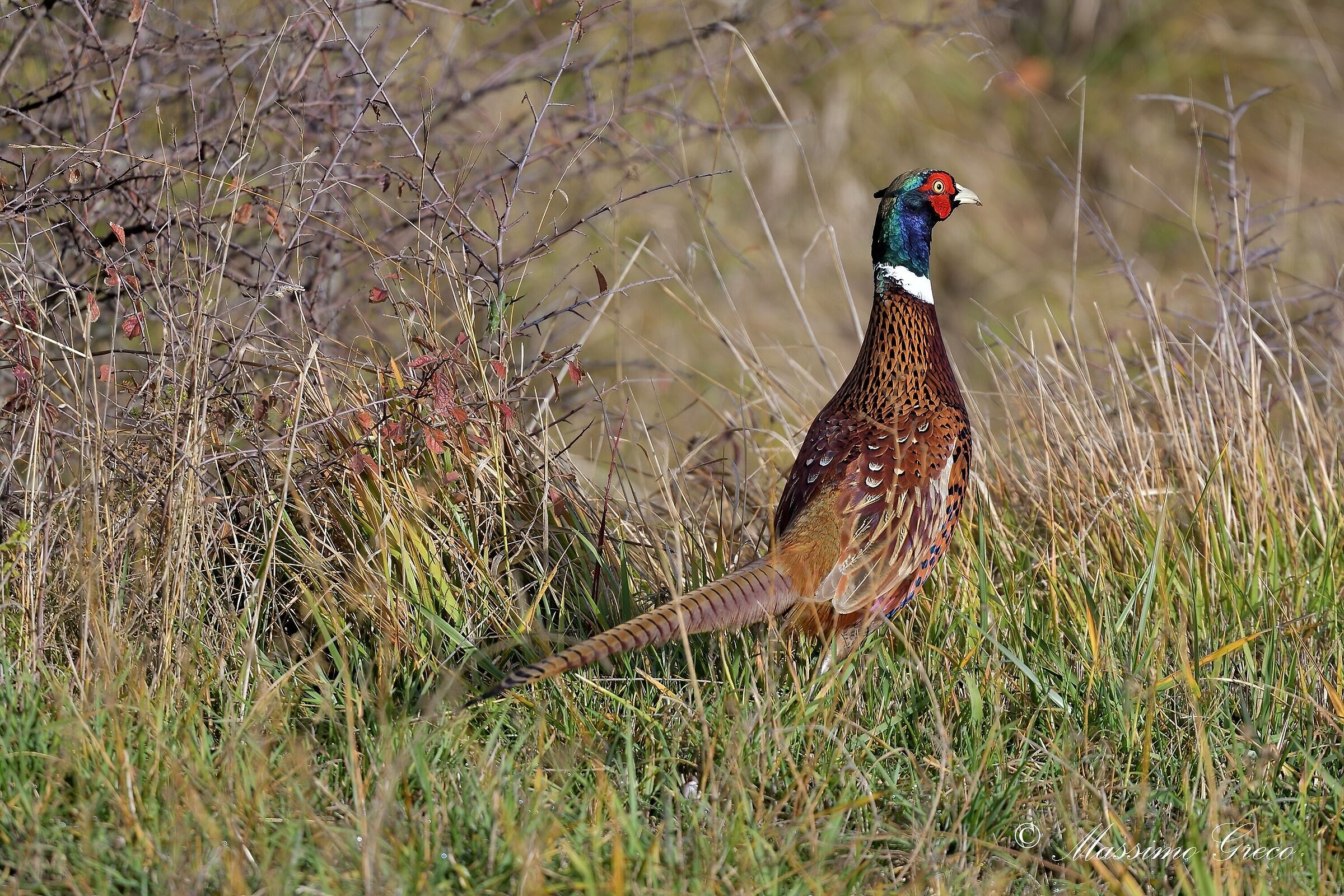 Fagiano comune (Phasianus colchicus colchicus)