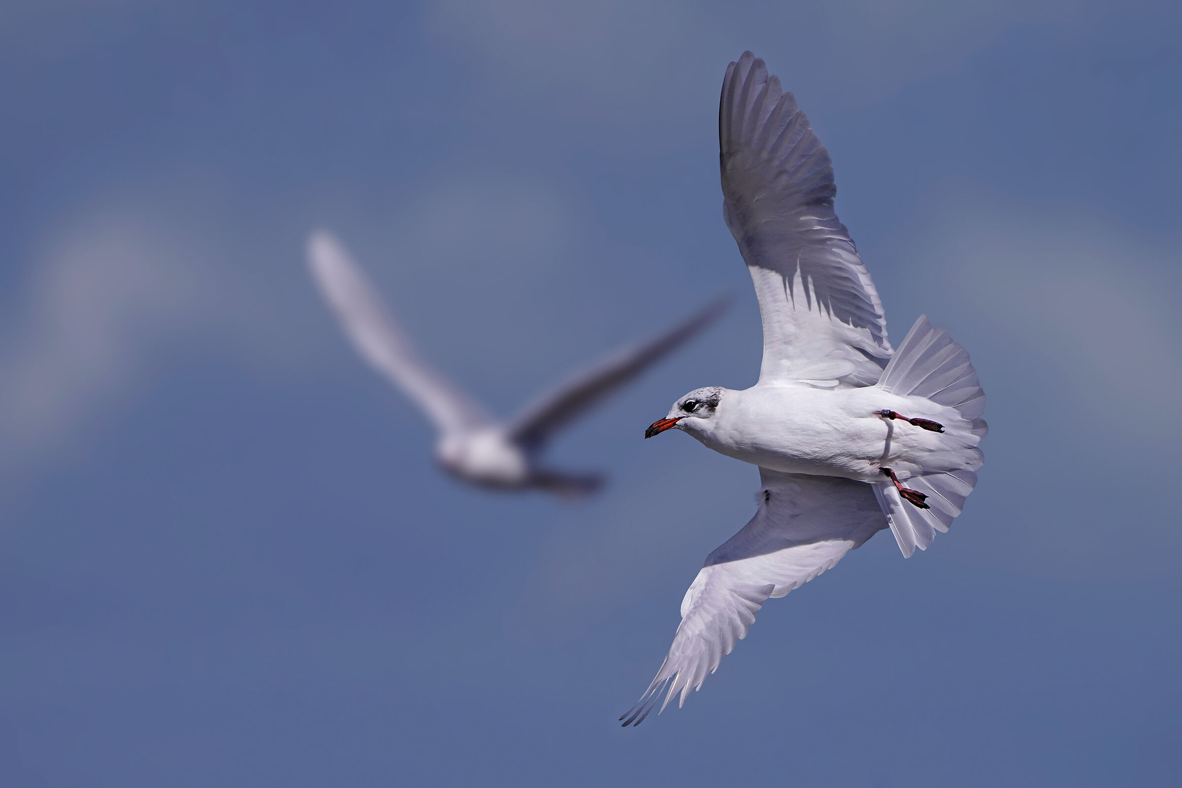 Adult coral gull (winter livery)