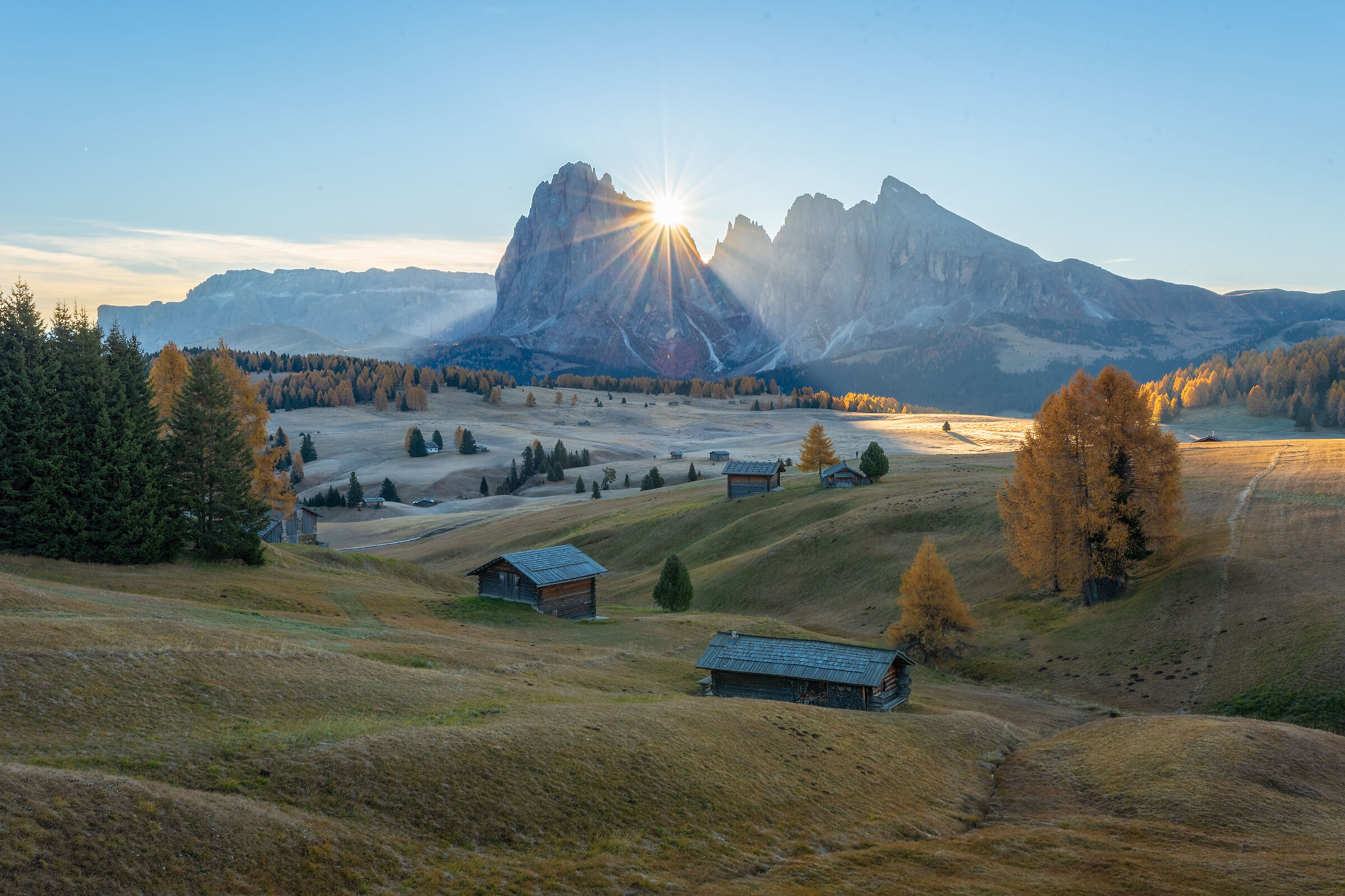 Flower of the morning