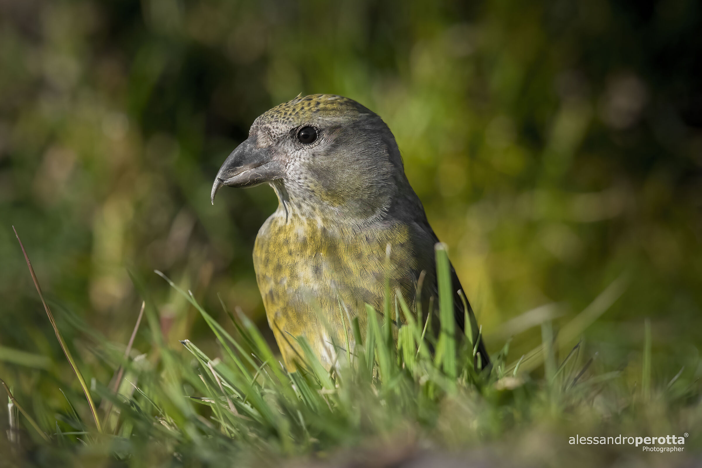 Loxia curvirostra (F)