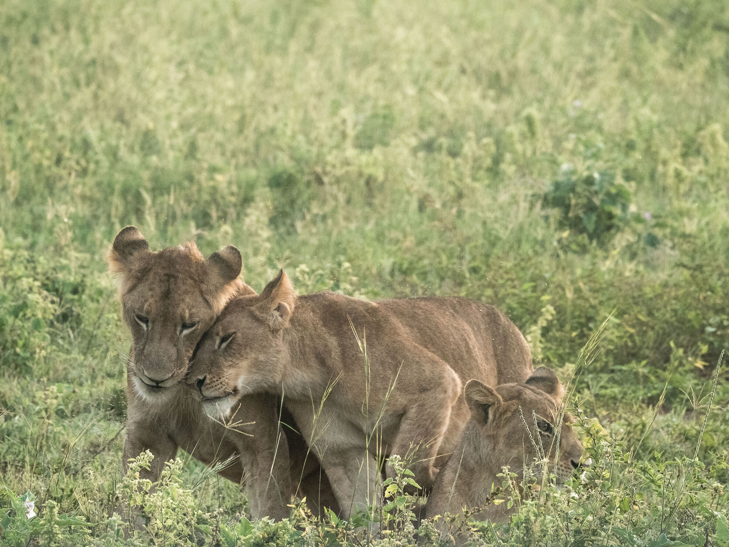 Murchison Falls - Feline Pampering