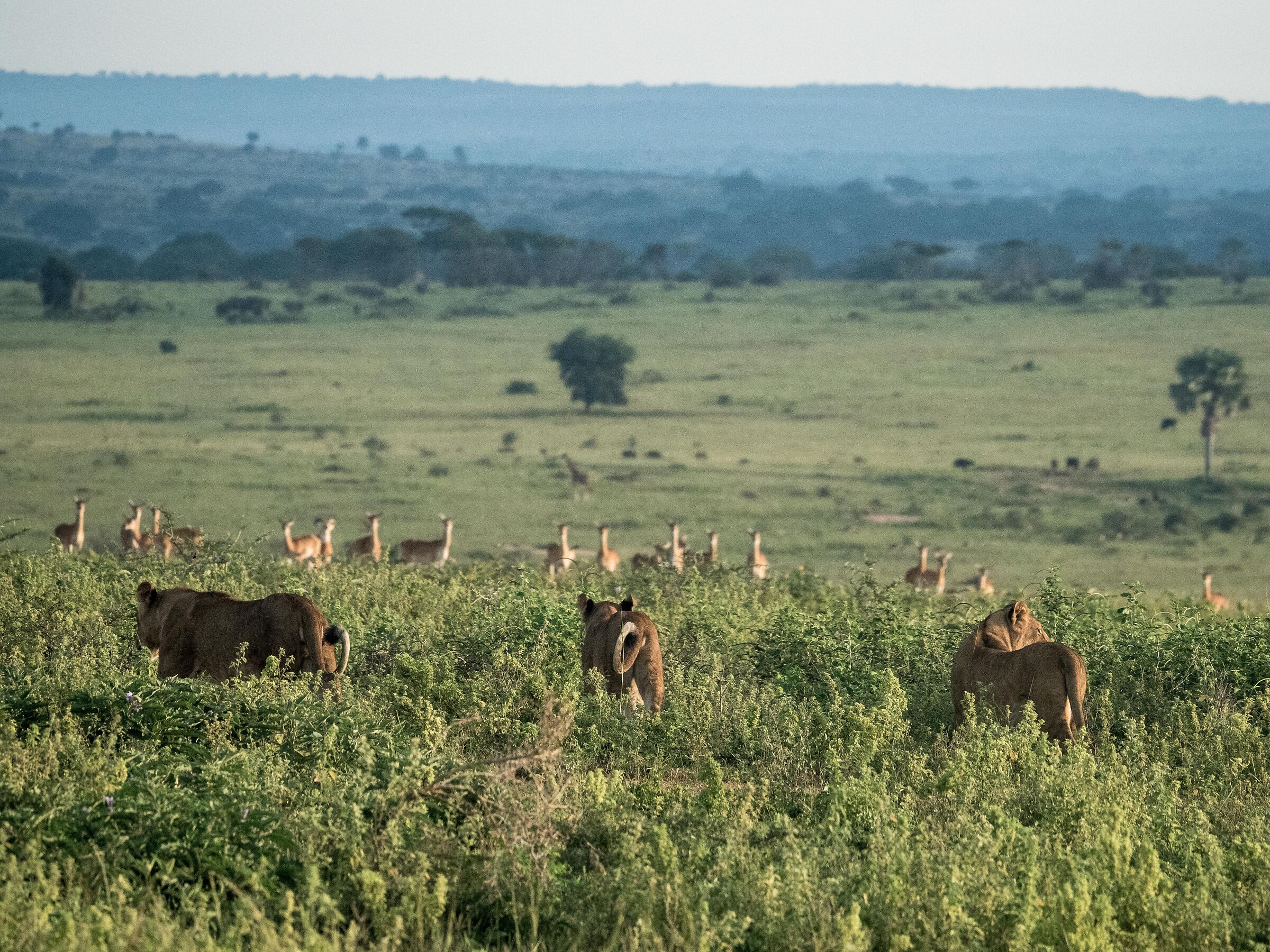 Murchison Falls - Breakfast Time